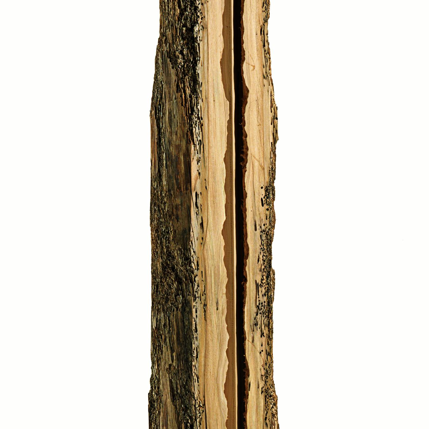 Italian Opening Raw Oak Sculpture For Sale