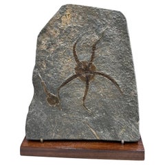 Ophiure sp. protasteridae (starfish cousin) from Morocco, on custom wooden stand