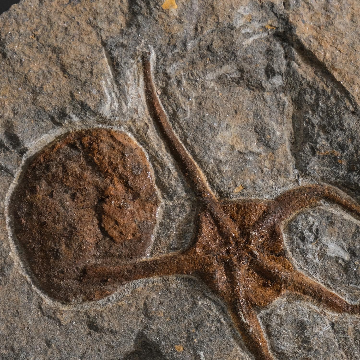 Brittle stars or ophiuroids are echinoderms in the class Ophiuroidea closely related to starfish. They crawl across the sea floor using their flexible arms for locomotion. The most famous Jurassic deposit in the world, is found in the Solnhofen, and