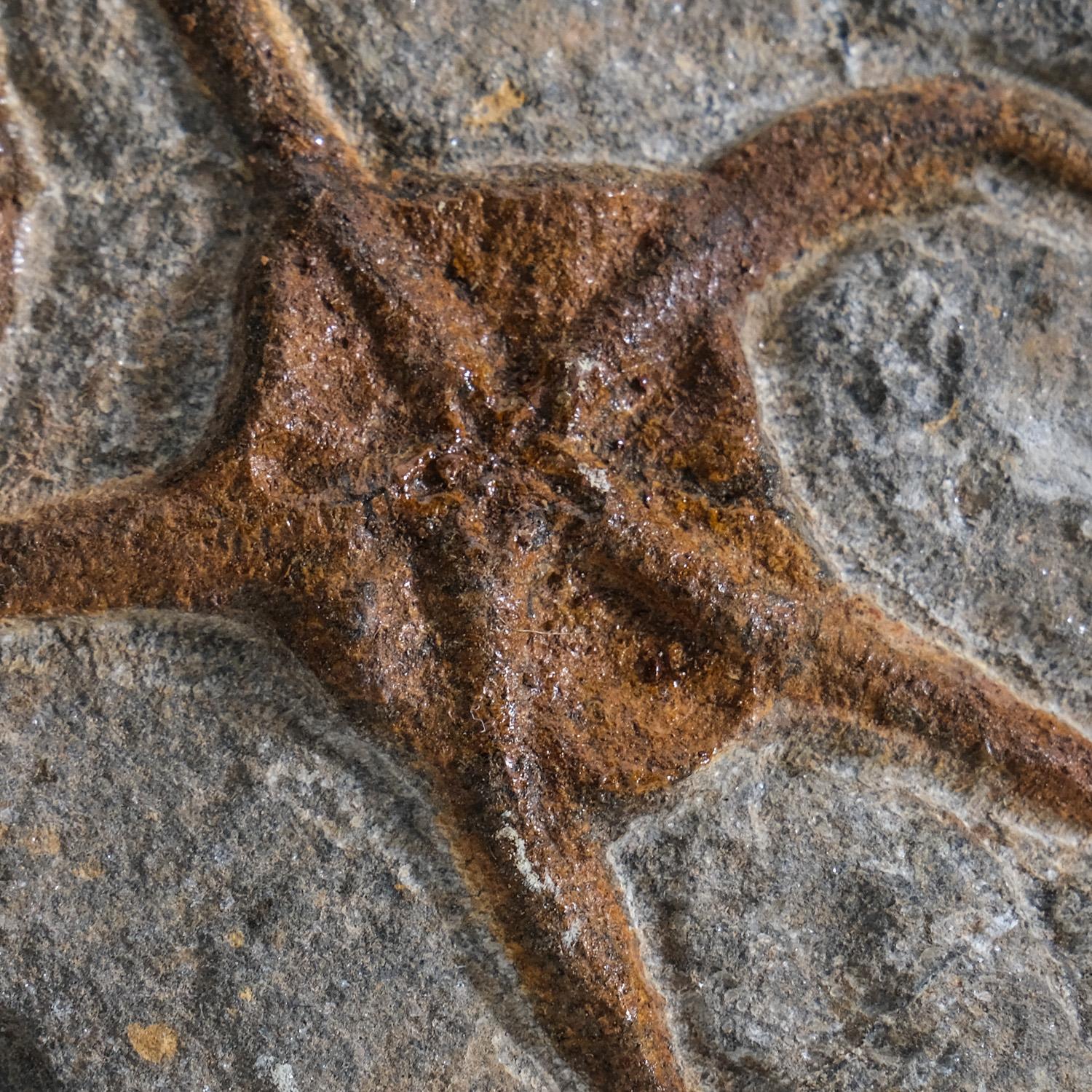star fossil rock