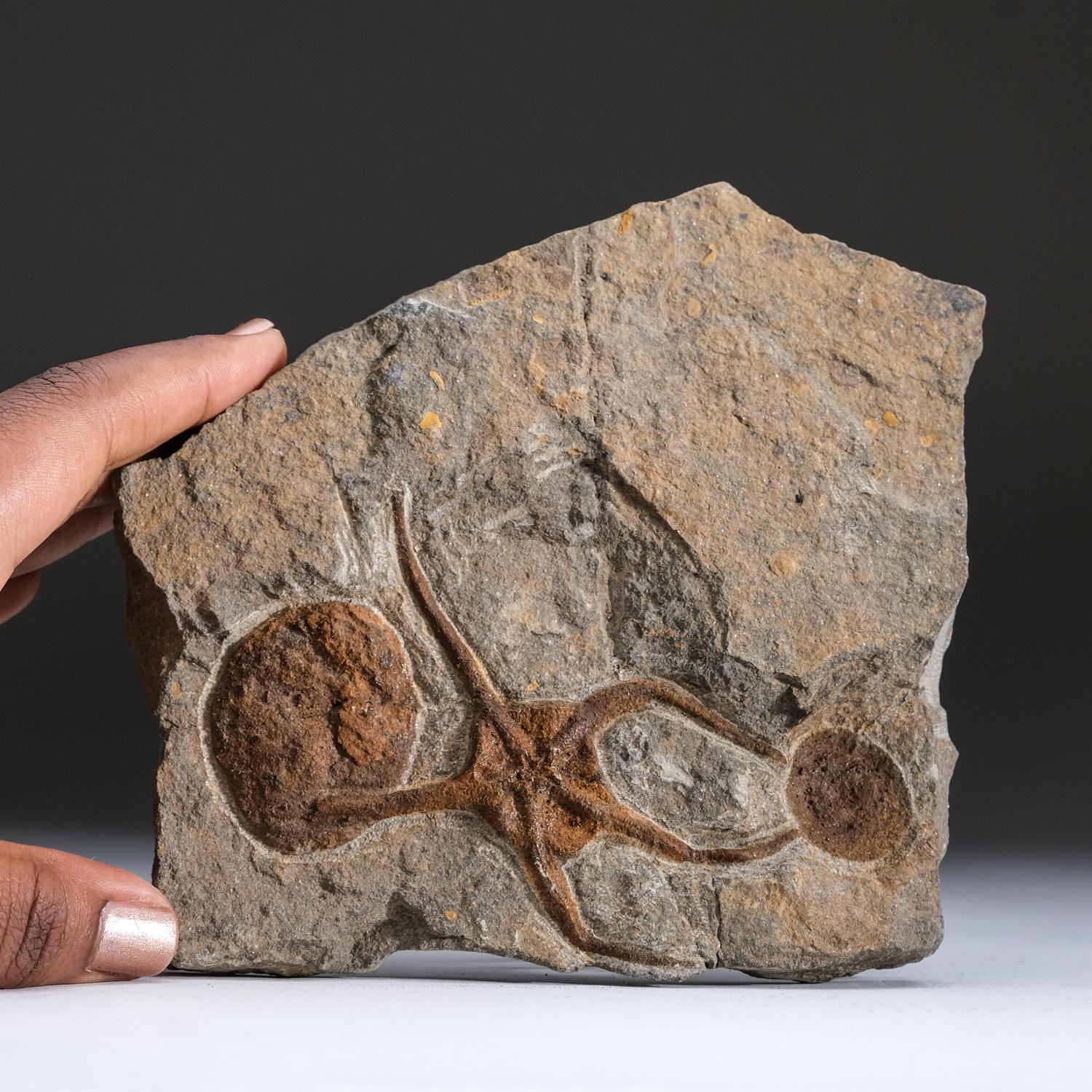 Ophiuroidea Brittle Star Fossil (1.2 lbs) In Good Condition For Sale In New York, NY