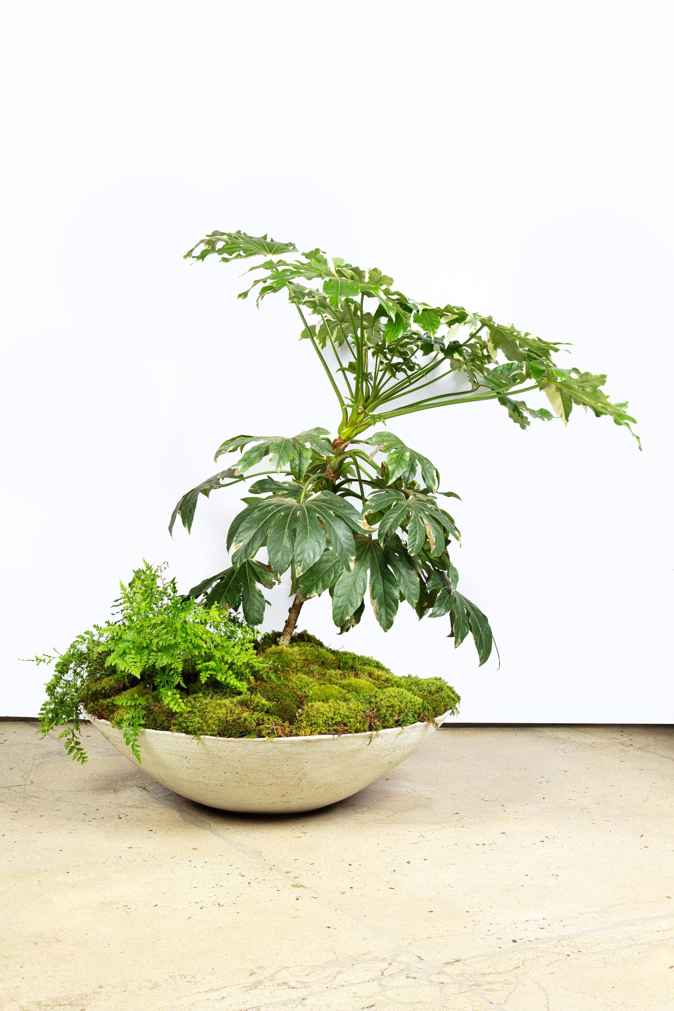 Ukiyo Saucer, Concrete Planter by OPIARY (D34.5