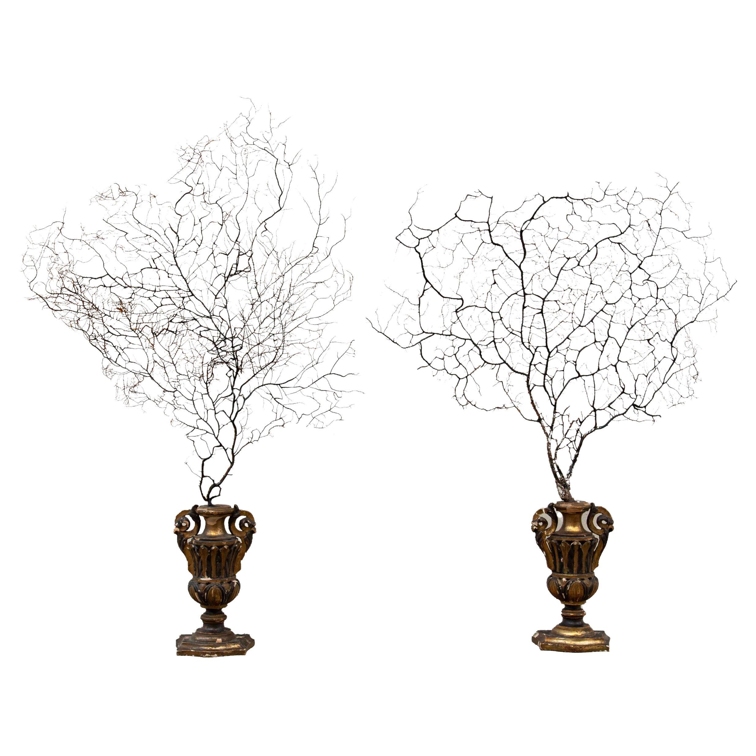 This pair of extra-large mounted sea fans combines the organic elegance of natural marine forms with the opulence of 19th-century design. The intricate, branching patterns of the sea fans create a visually striking contrast against the richly