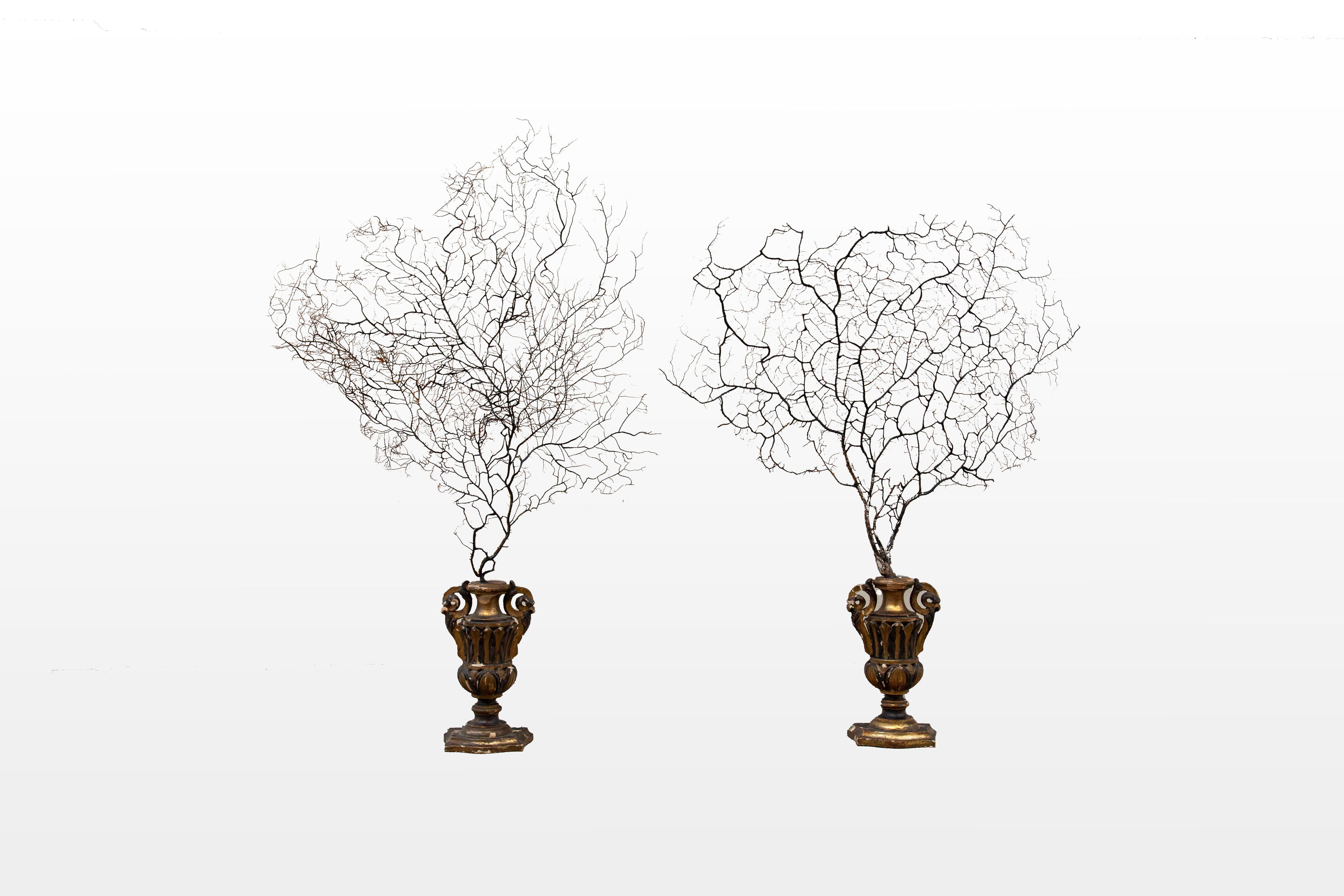 Opulent Ocean: Extra-Large Sea Fans on Antique Gilded Bases-60