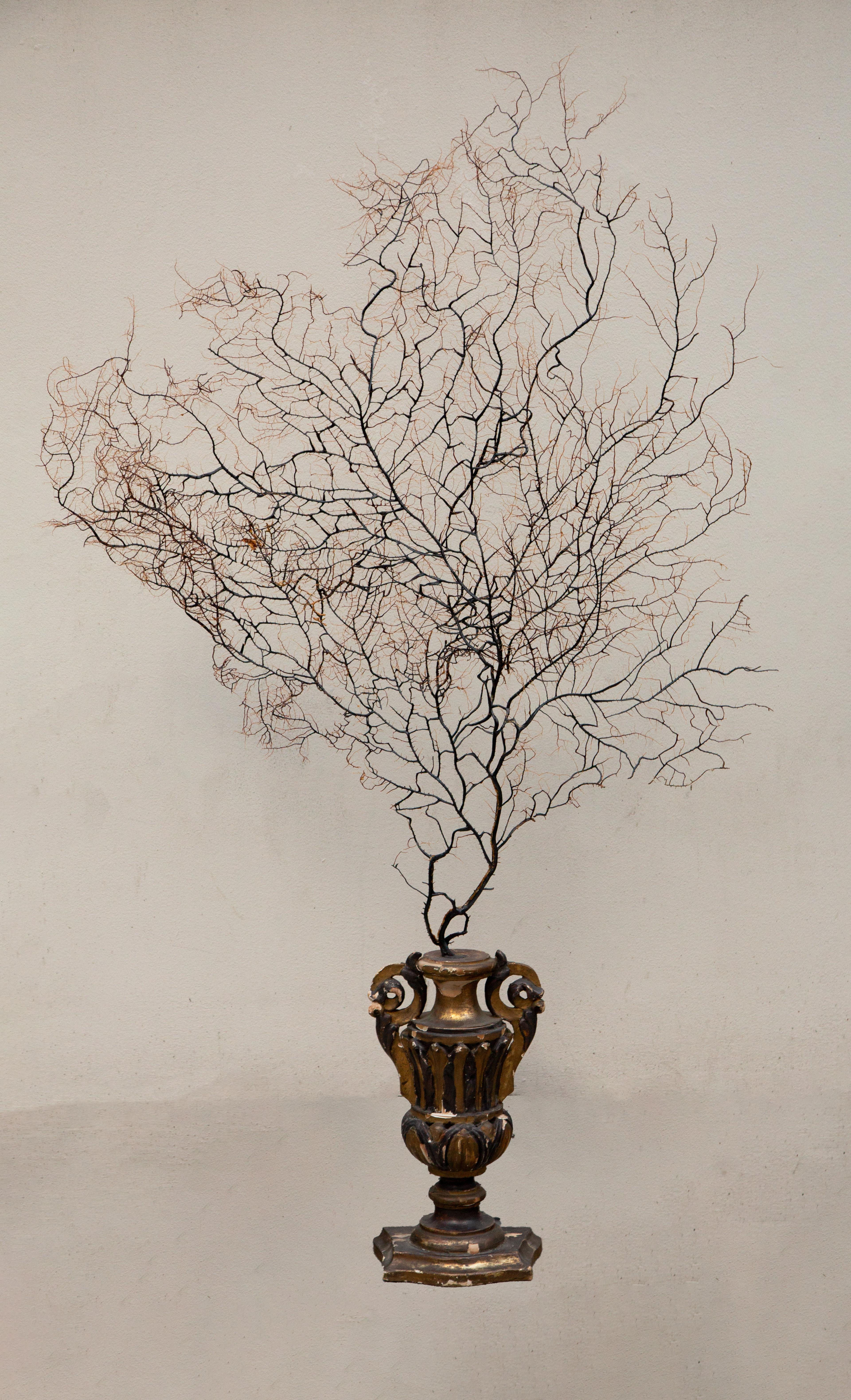 Contemporary Opulent Ocean: Extra-Large Sea Fans on Antique Gilded Bases-60