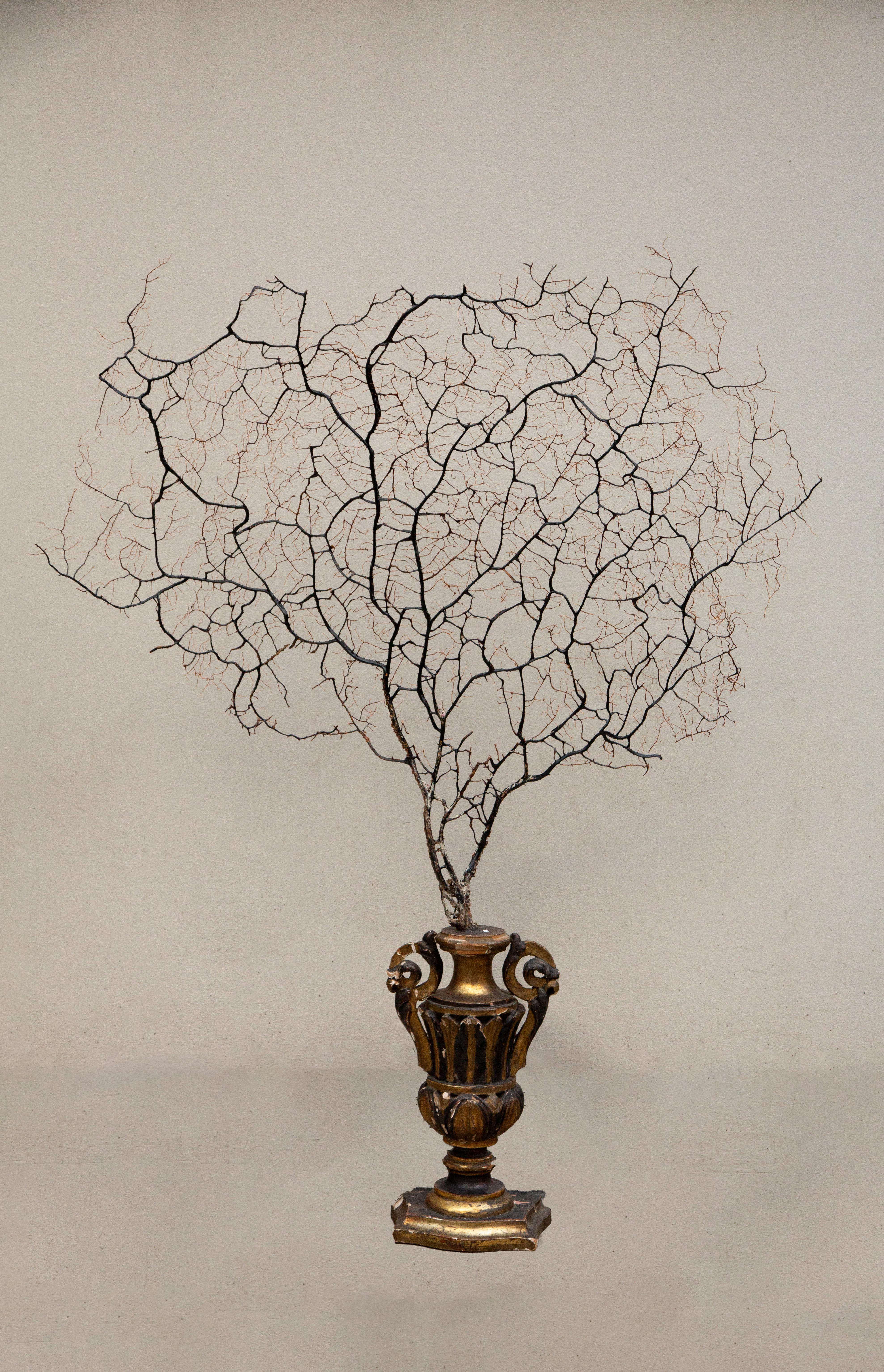 Wood Opulent Ocean: Extra-Large Sea Fans on Antique Gilded Bases-60