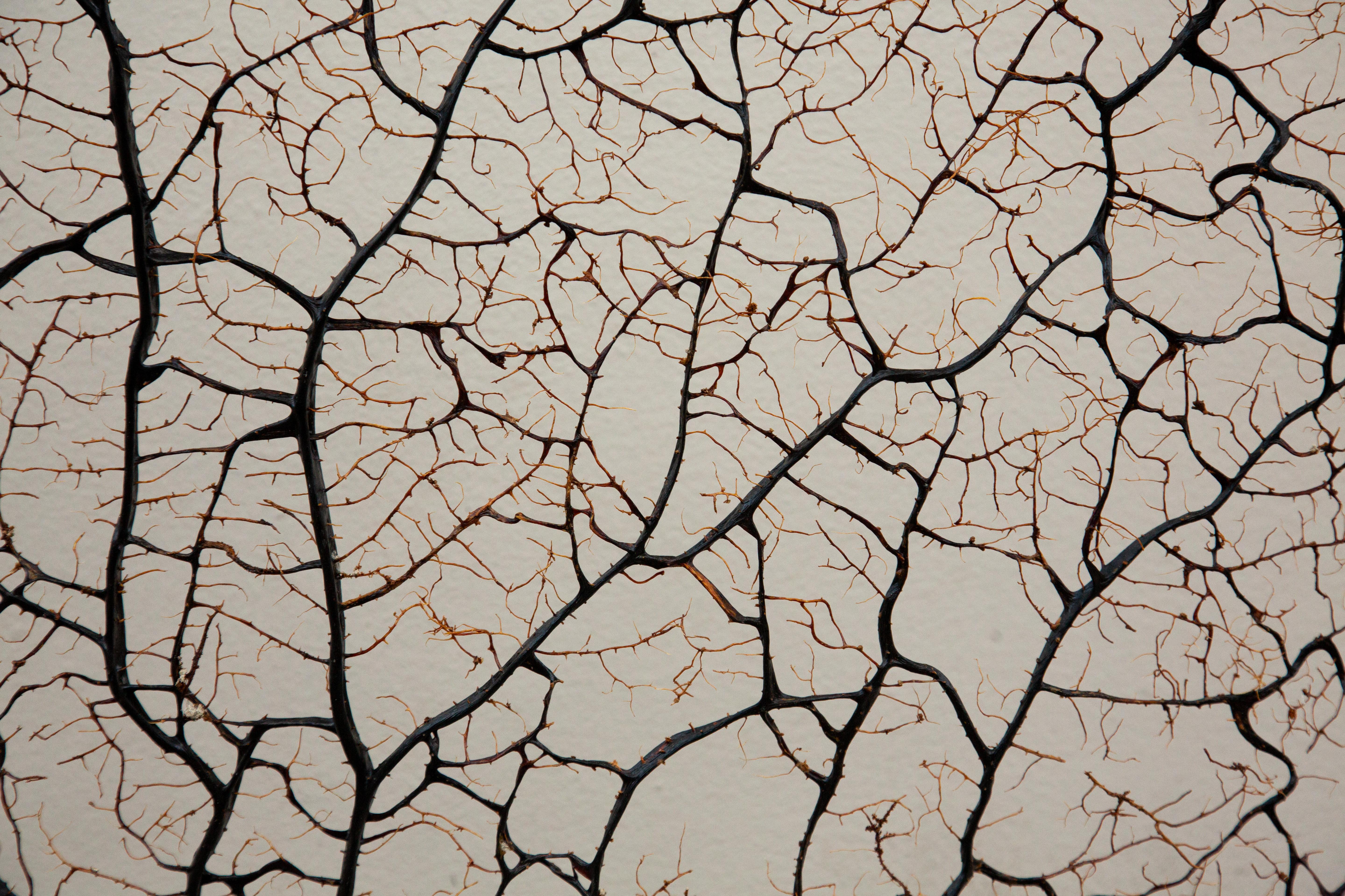 Opulent Ocean: Extra-Large Sea Fans on Antique Gilded Bases-60