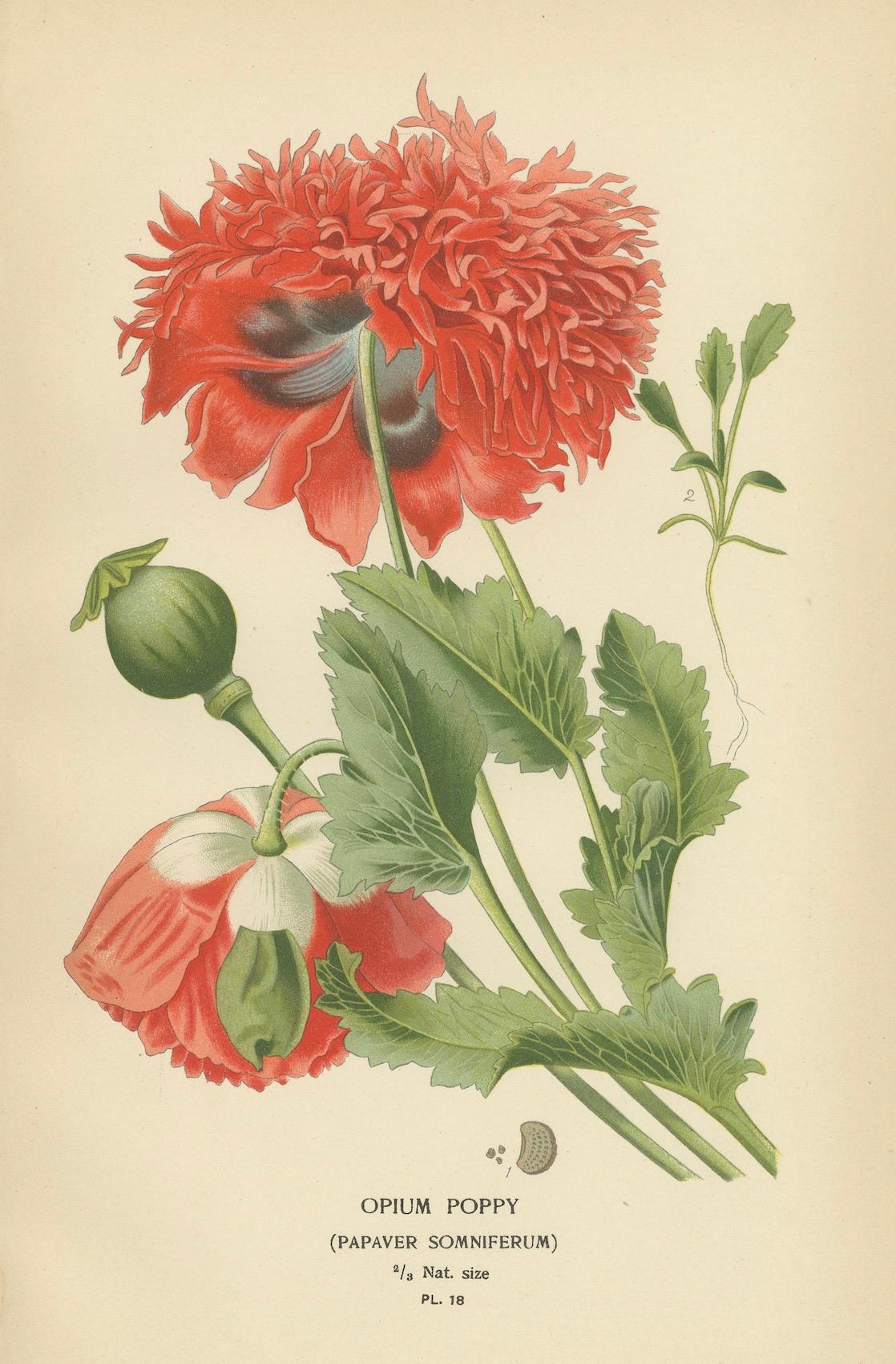Late 19th Century Opulent Opium: A Vintage Poppy Collection in Antique Prints, 1896