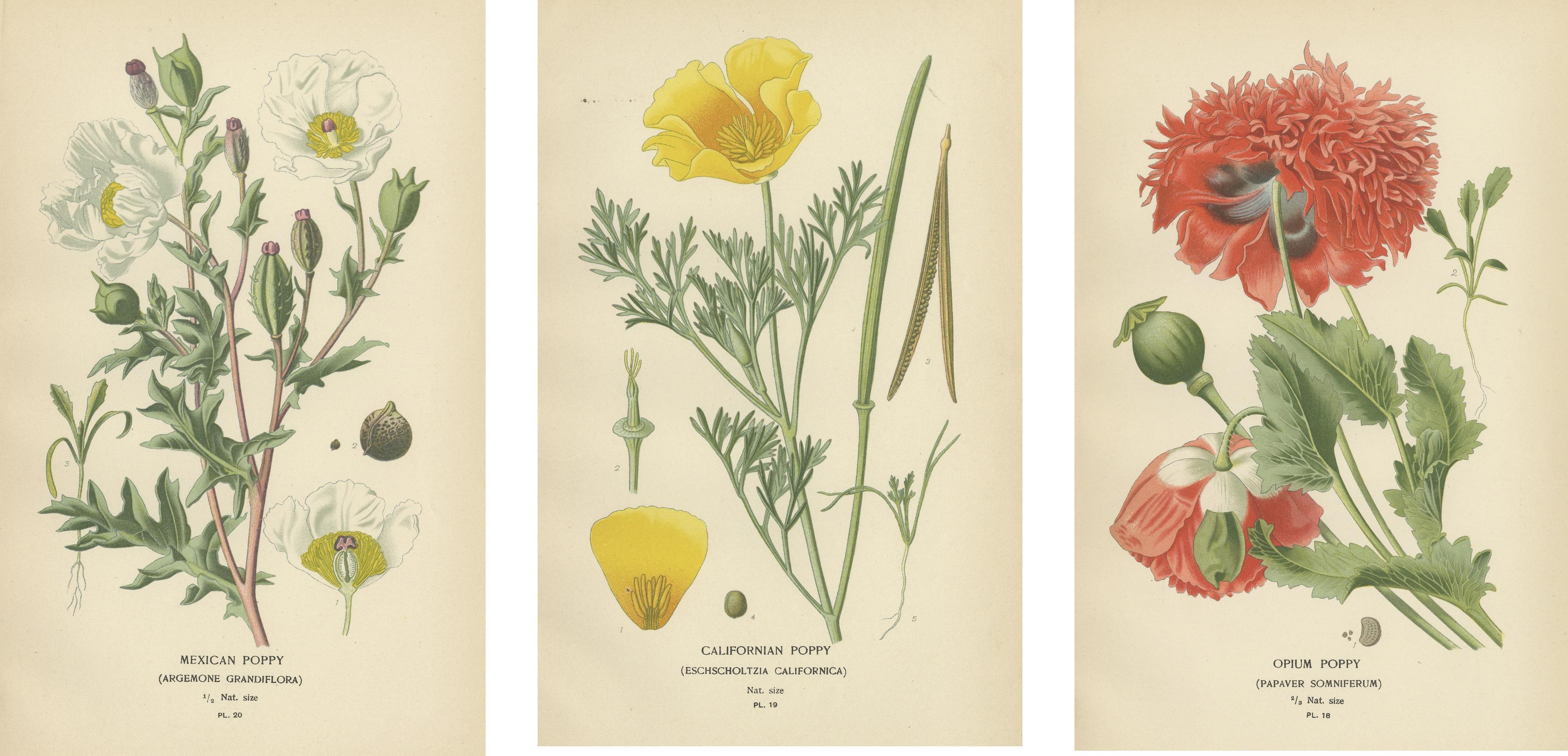 Paper Opulent Opium: A Vintage Poppy Collection in Antique Prints, 1896
