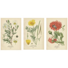 Opulent Opium: A Vintage Poppy Collection in Antique Prints, 1896