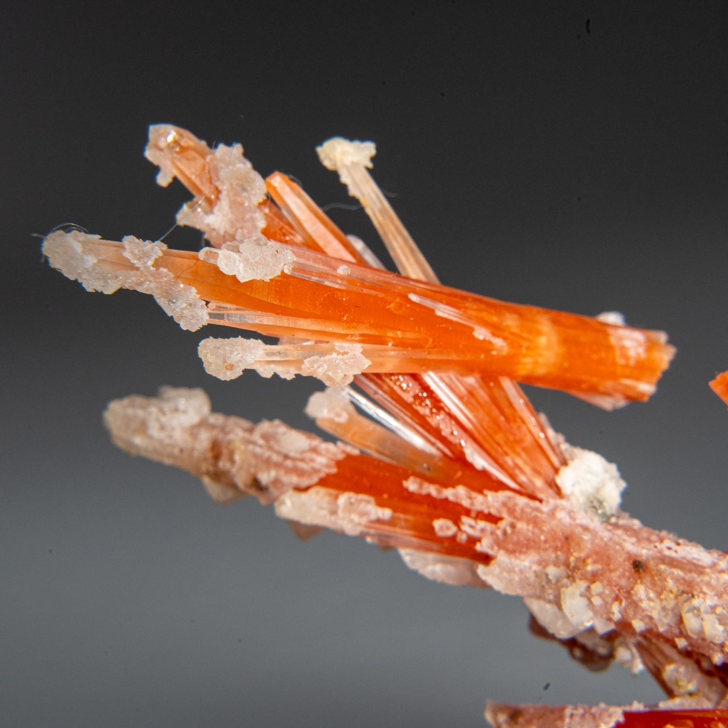From Second Sovietskiy Mine, Dalnegorsk, Primorskiy Kray, Russia

Translucent orange quartz crystals to long embedded in contrasting white quartz. The orange color of the quartz is caused by microscopic hematite inclusions.

 

Weight: 16.2 grams,