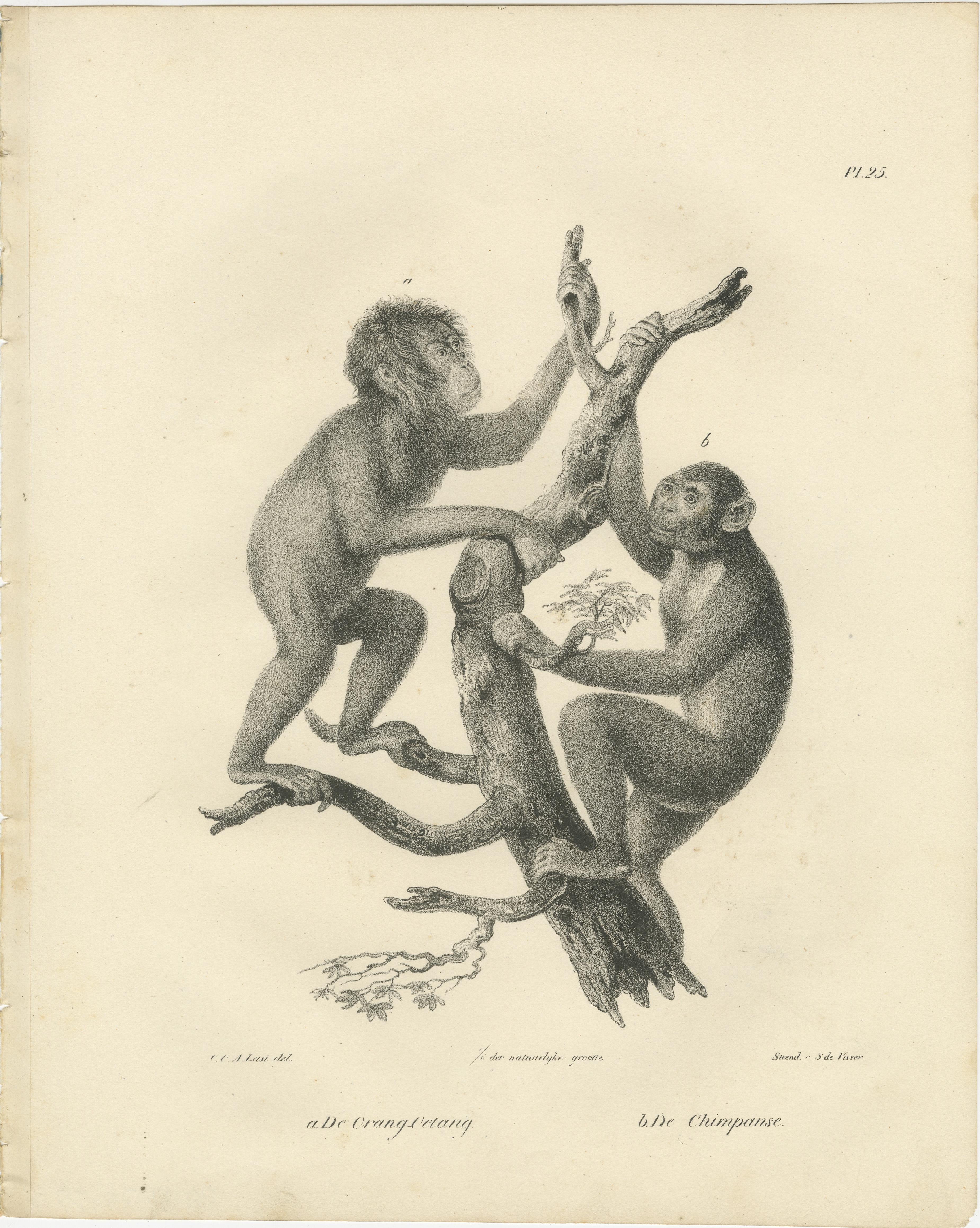 Diese beiden Lithografien zeigen Primaten in naturgetreuer Umgebung, wobei auf ihre Anatomie und ihr Verhalten geachtet wurde. Sie gehören zu einer Serie, die von Carel Christiaan Antony Last gezeichnet und 1836 in Heinrich Rudolf Schinz' *Volledige