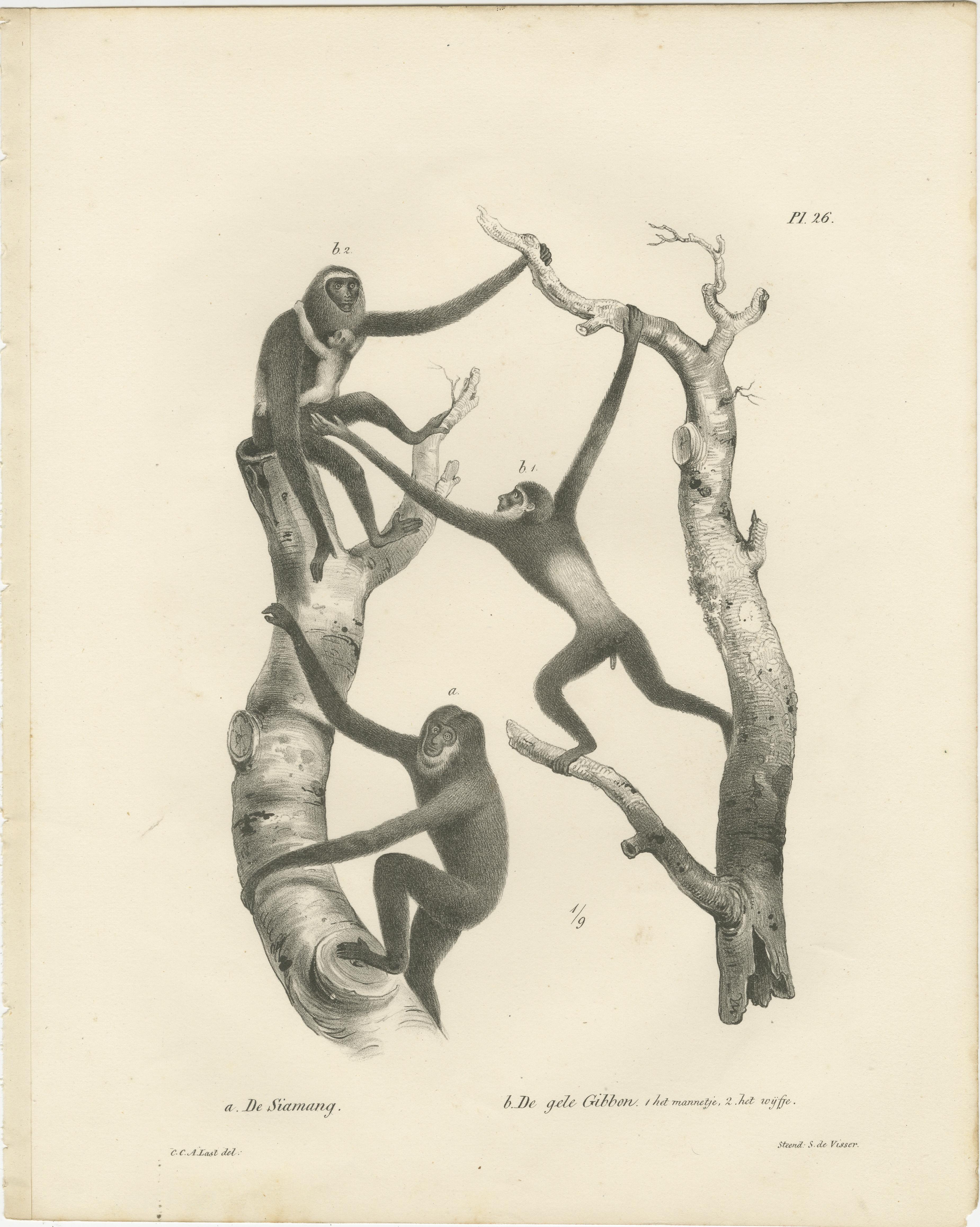 Orangutans, Chimpanzee, Siamang & Gibbons, Lithografien von C.Last, 1836, Primates (Graviert) im Angebot