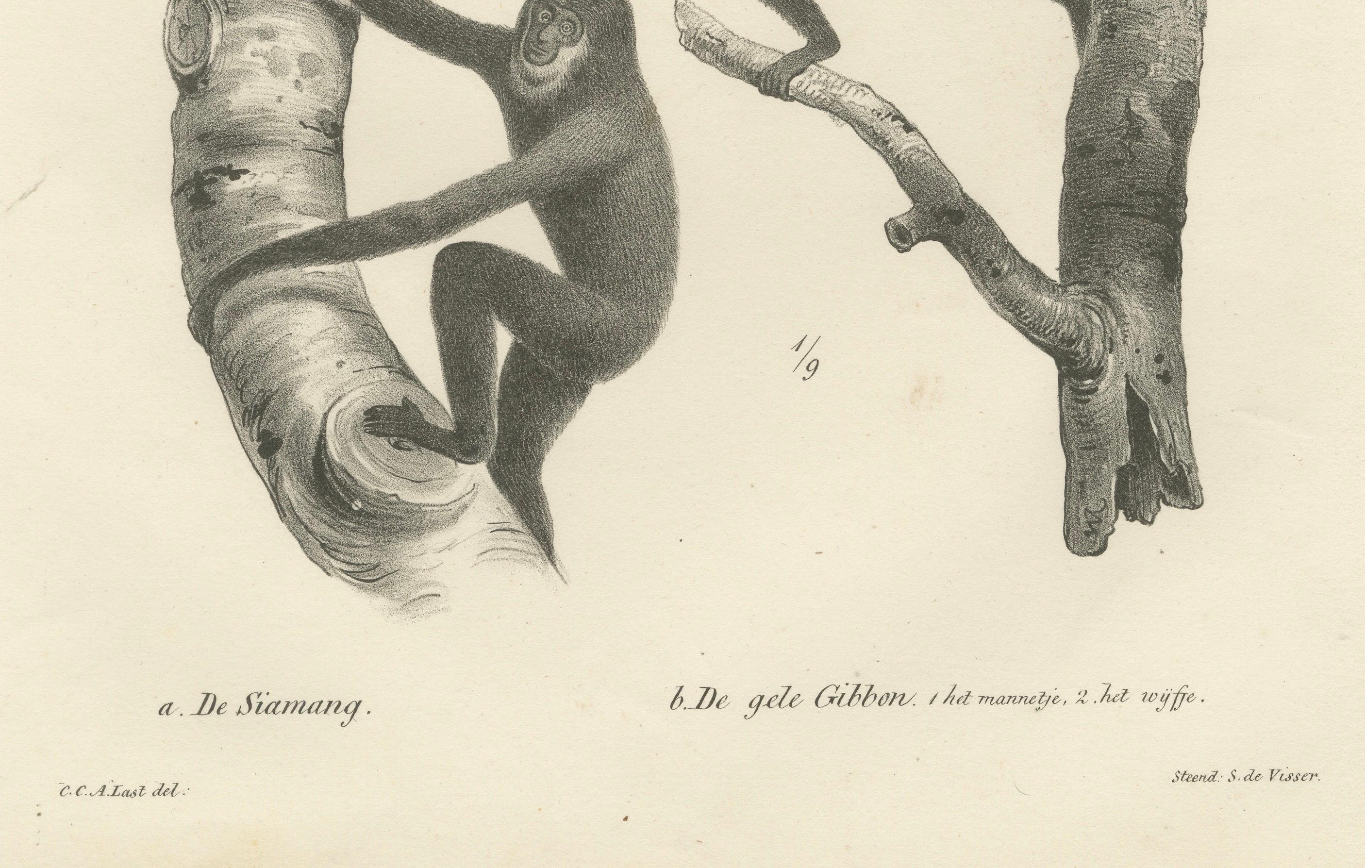 Orangutans, Chimpanzee, Siamang & Gibbons, Lithografien von C.Last, 1836, Primates im Zustand „Gut“ im Angebot in Langweer, NL
