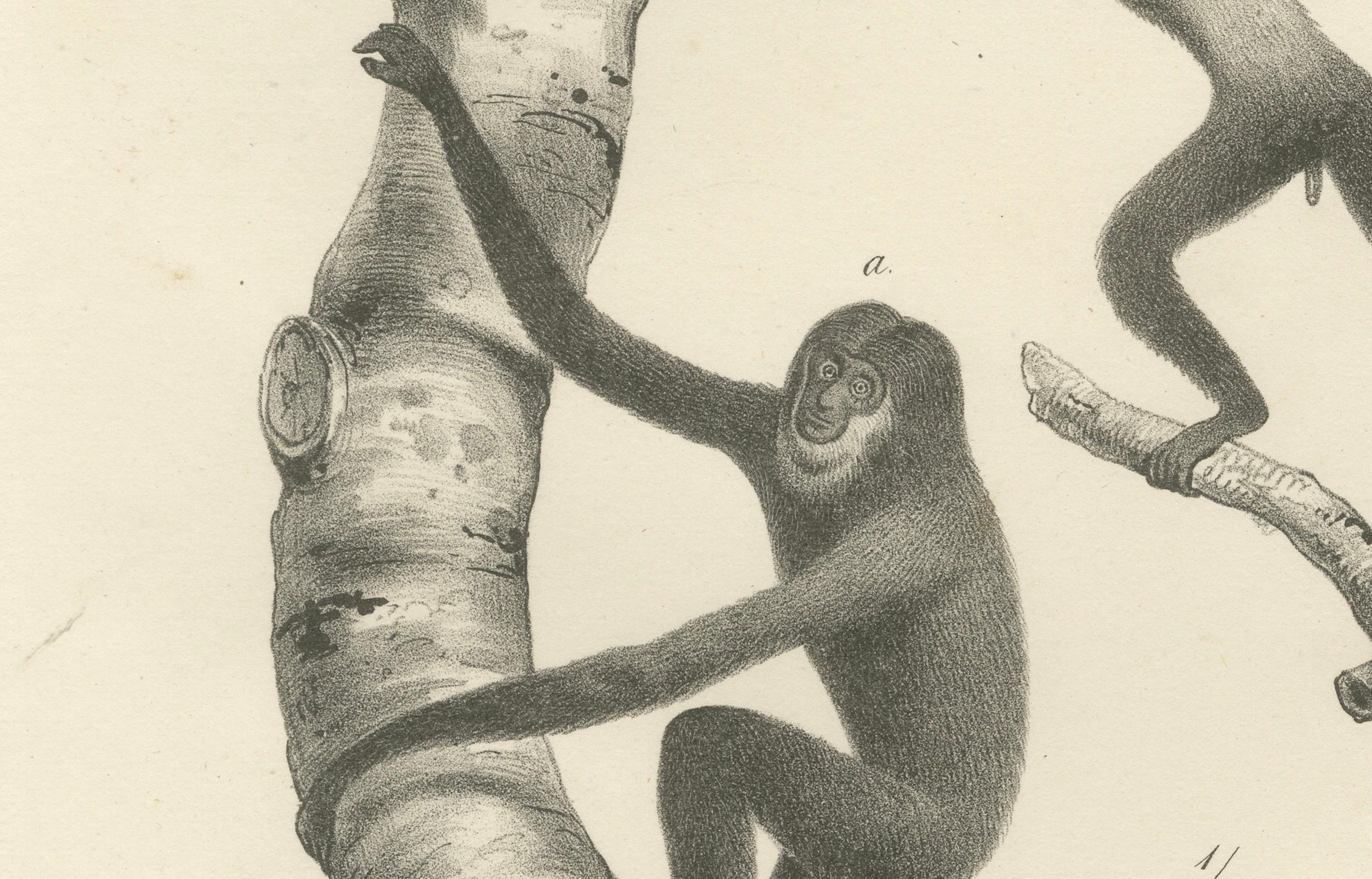 Orangutans, Chimpanzee, Siamang & Gibbons, Lithografien von C.Last, 1836, Primates (Mittleres 19. Jahrhundert) im Angebot