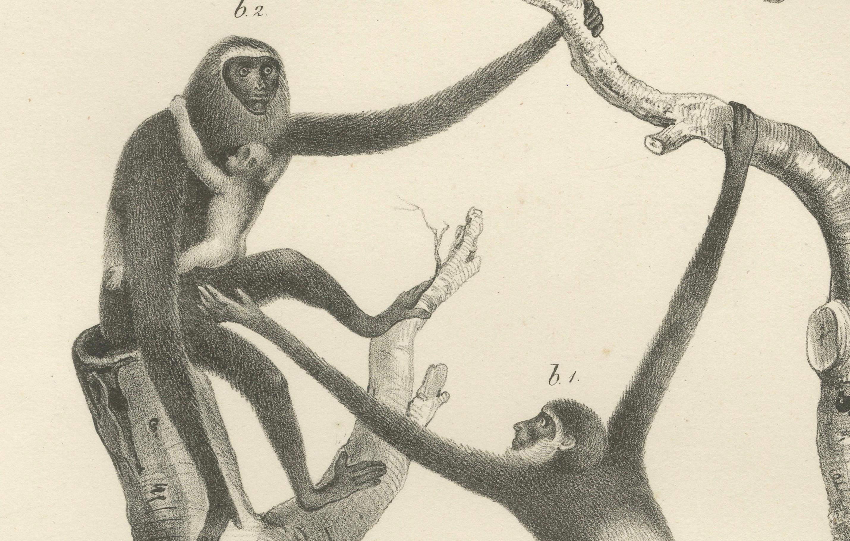 Orangutans, Chimpanzee, Siamang & Gibbons, Lithografien von C.Last, 1836, Primates (Papier) im Angebot