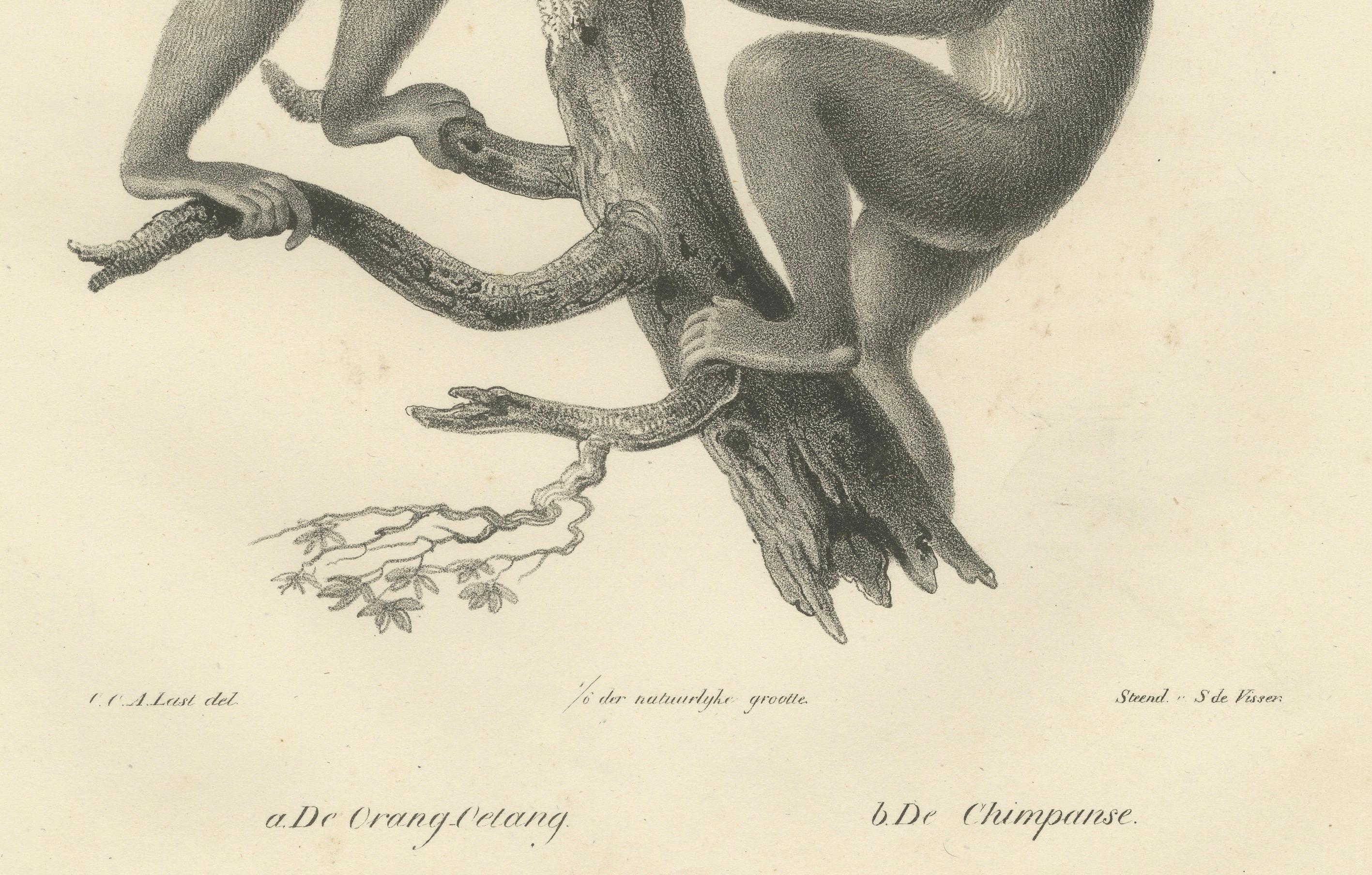 Orangutans, Chimpanzee, Siamang & Gibbons, Lithografien von C.Last, 1836, Primates im Angebot 1