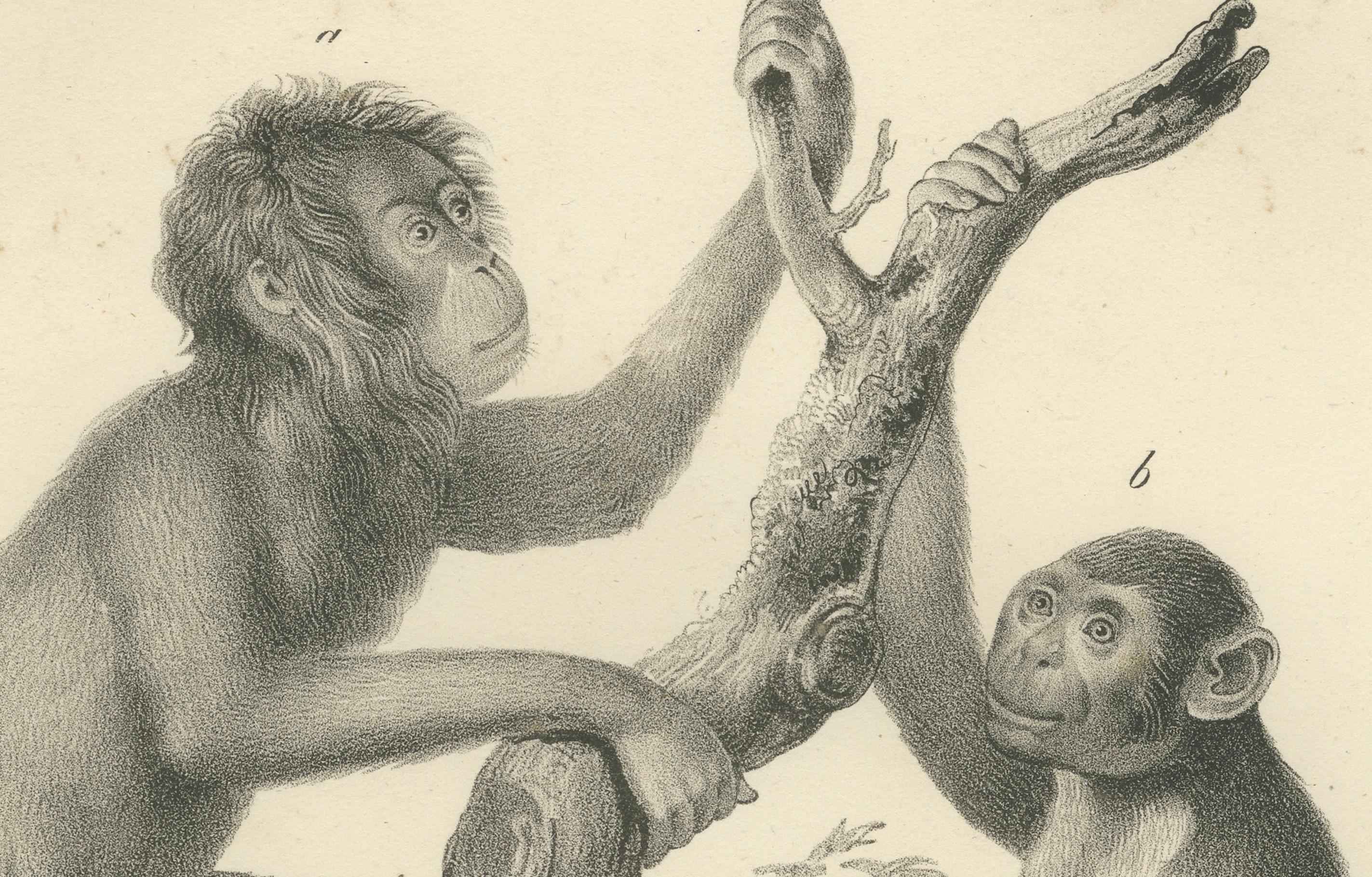 Orangutans, Chimpanzee, Siamang & Gibbons, Lithografien von C.Last, 1836, Primates im Angebot 2