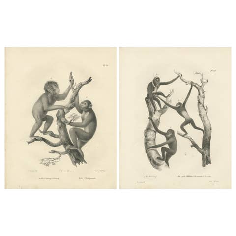 Orangutan, Chimpanzee, Siamang & Gibbons, Lithographs by C.Last, 1836, Primates