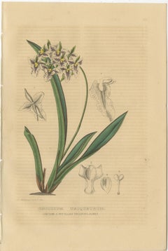 Orchid & Cotton Elegance: A Botanical Legacy in Bloom - Old Engravings of 1845