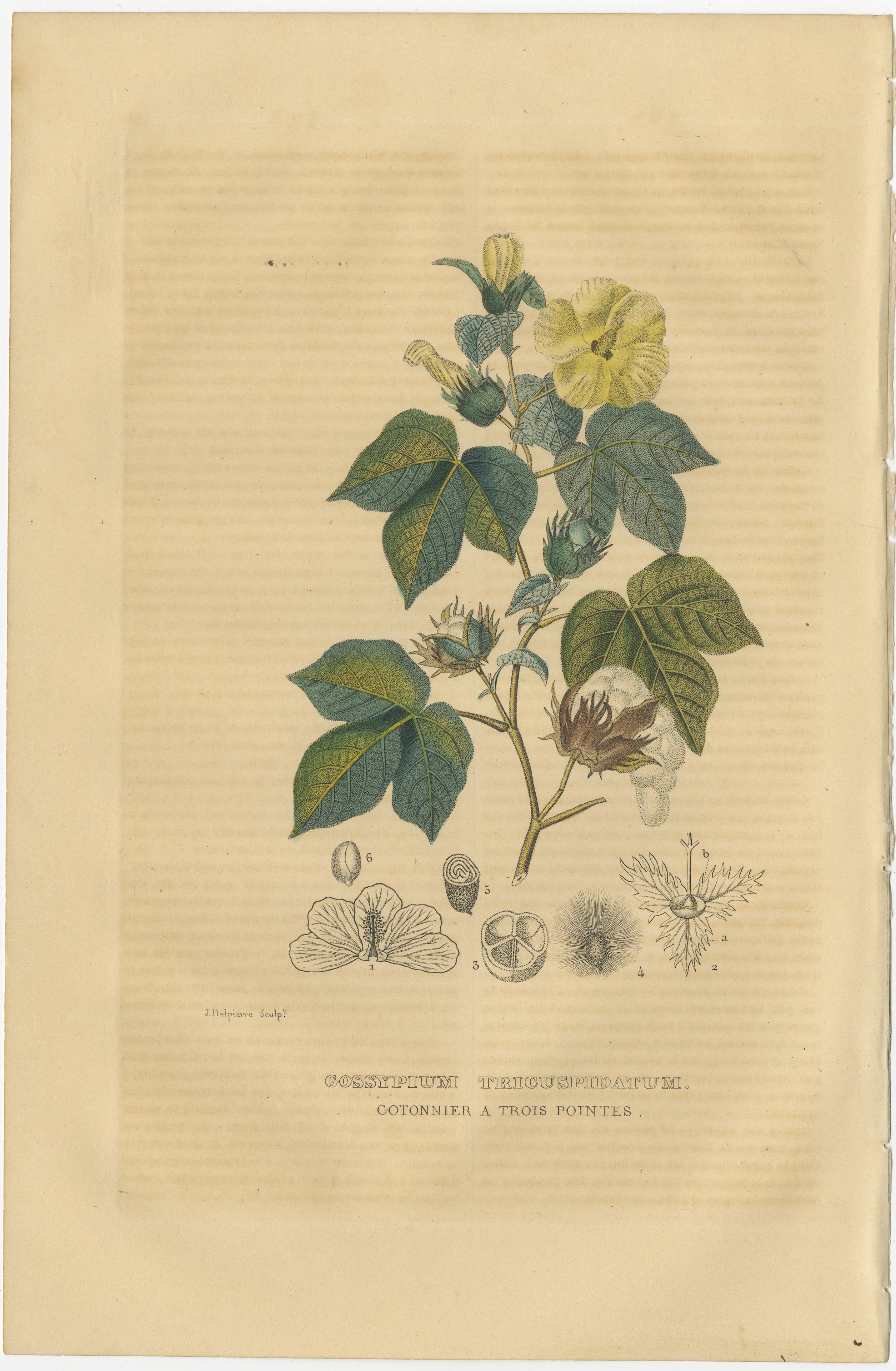 Engraved Orchid & Cotton Elegance: A Botanical Legacy in Bloom - Old Engravings of 1845 For Sale