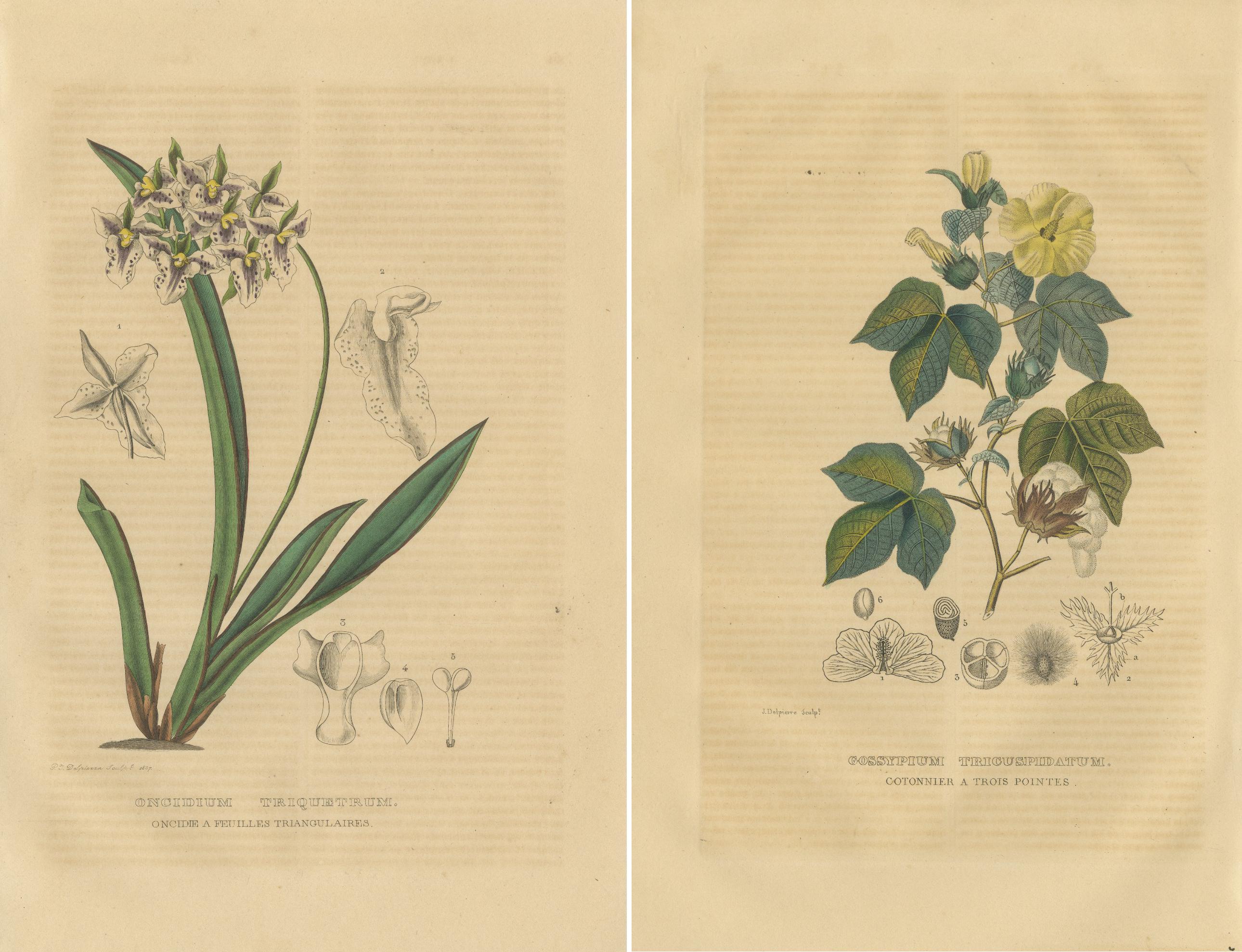 Orchid & Cotton Elegance: A Botanical Legacy in Bloom - Old Engravings of 1845 In Good Condition For Sale In Langweer, NL