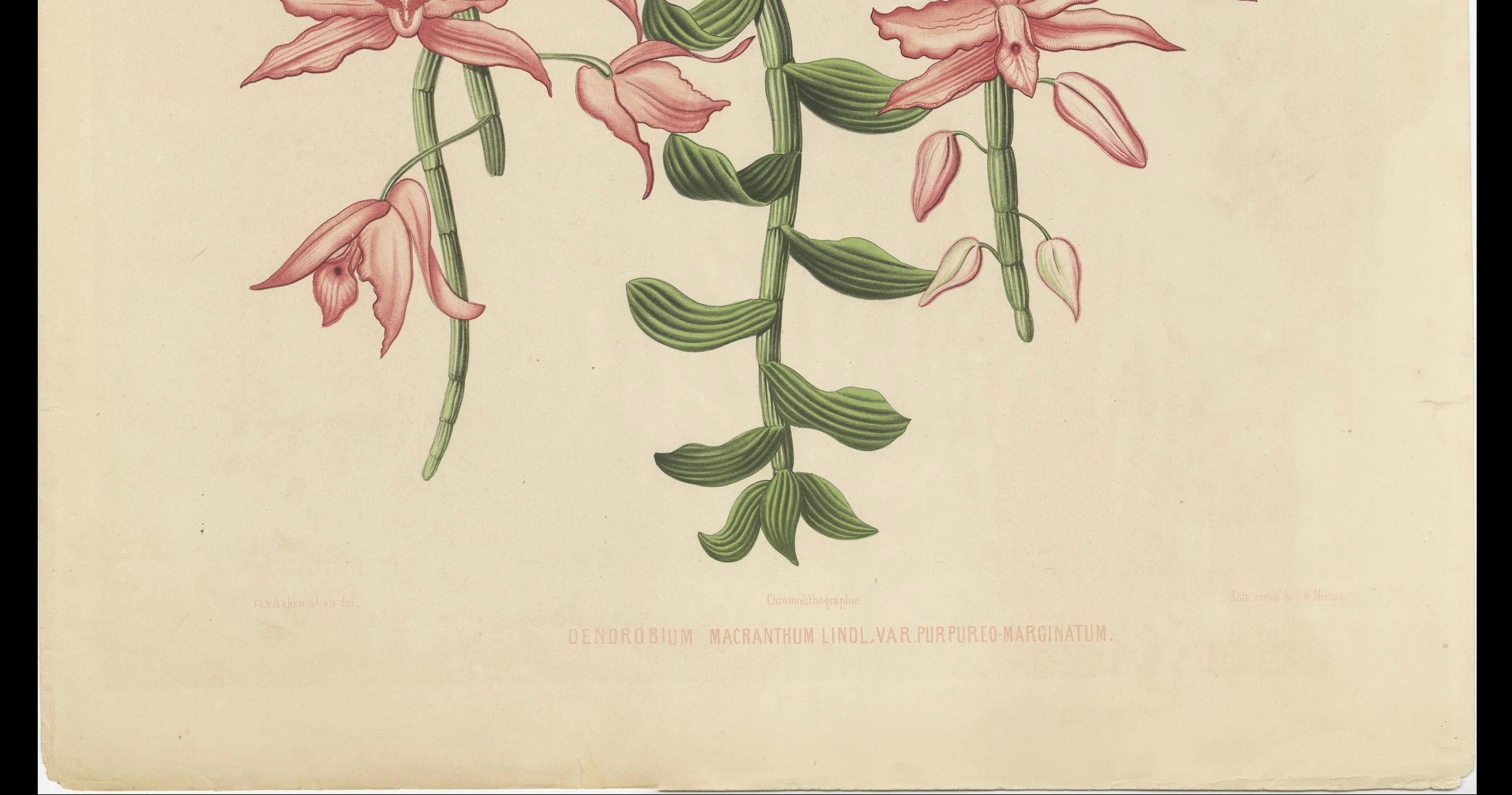 Orchidee Elegance: The Huge Exquisite Chromolithographie der niederländischen Kolonialzeit, 1854 im Zustand „Gut“ im Angebot in Langweer, NL