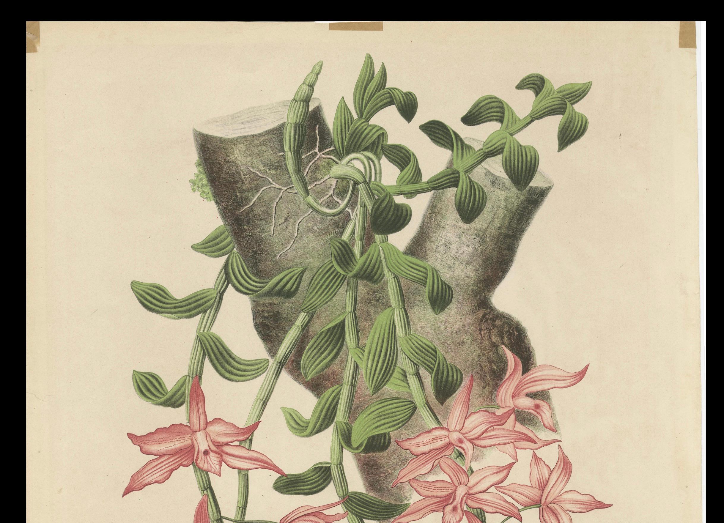 Orchidee Elegance: The Huge Exquisite Chromolithographie der niederländischen Kolonialzeit, 1854 (Mittleres 19. Jahrhundert) im Angebot