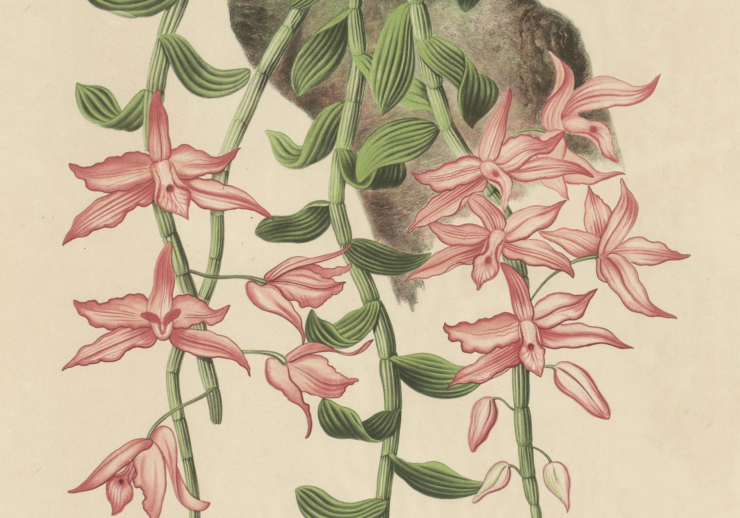 Paper Orchid Elegance: Huge Exquisite Chromolithograph of the Dutch Colonial Era, 1854 For Sale