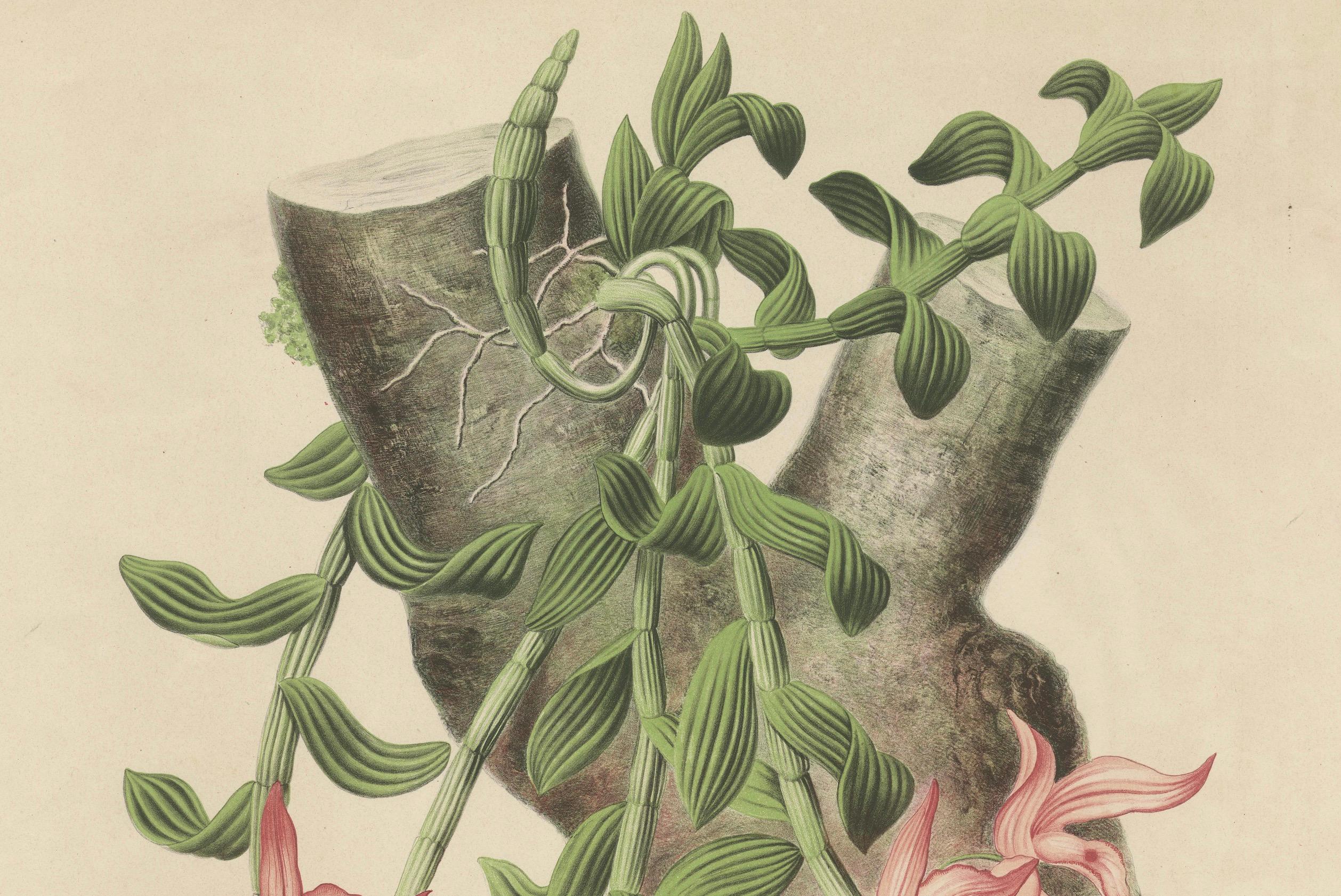 Orchidee Elegance: The Huge Exquisite Chromolithographie der niederländischen Kolonialzeit, 1854 im Angebot 1