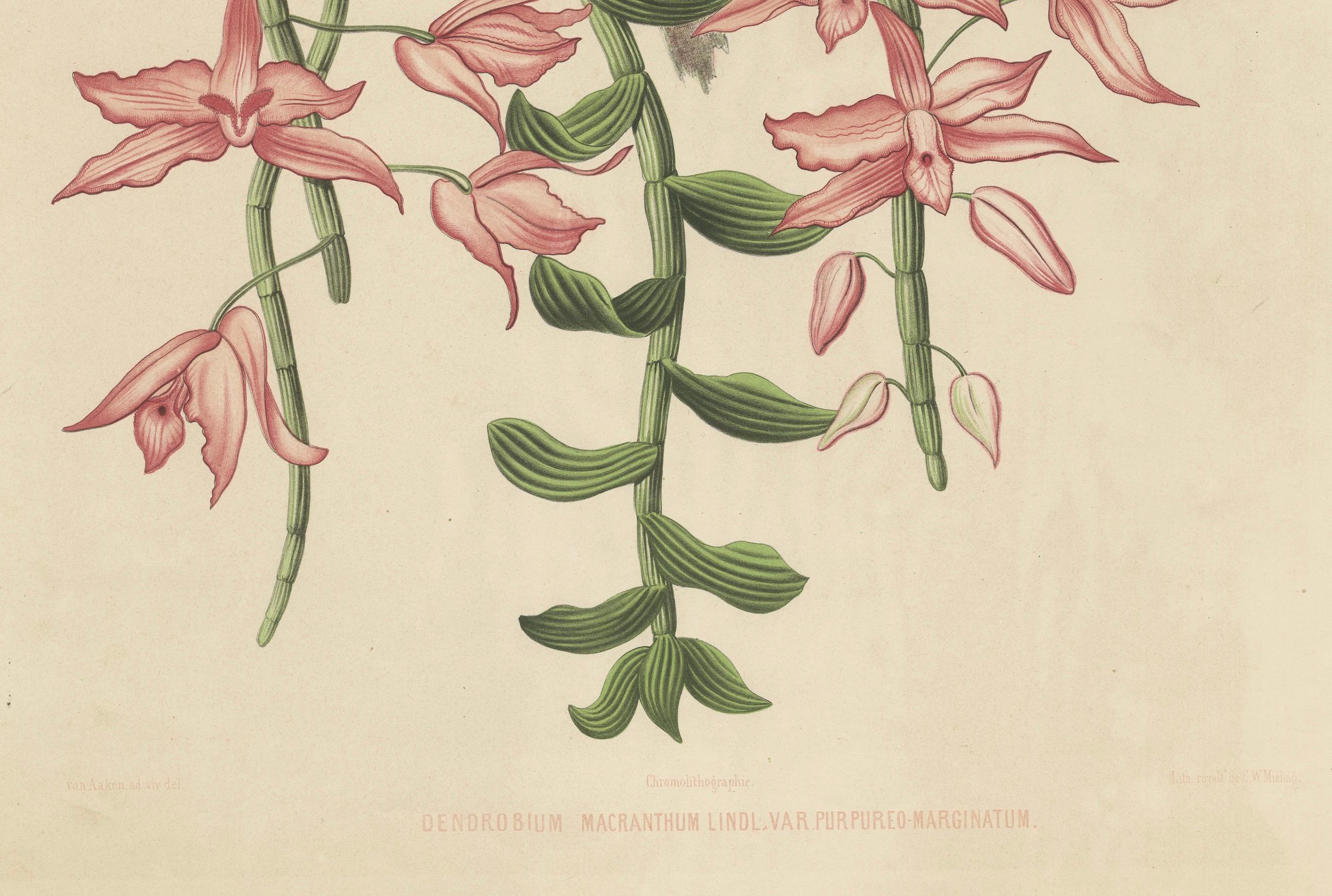 Orchid Elegance: Huge Exquisite Chromolithograph of the Dutch Colonial Era, 1854 For Sale 2