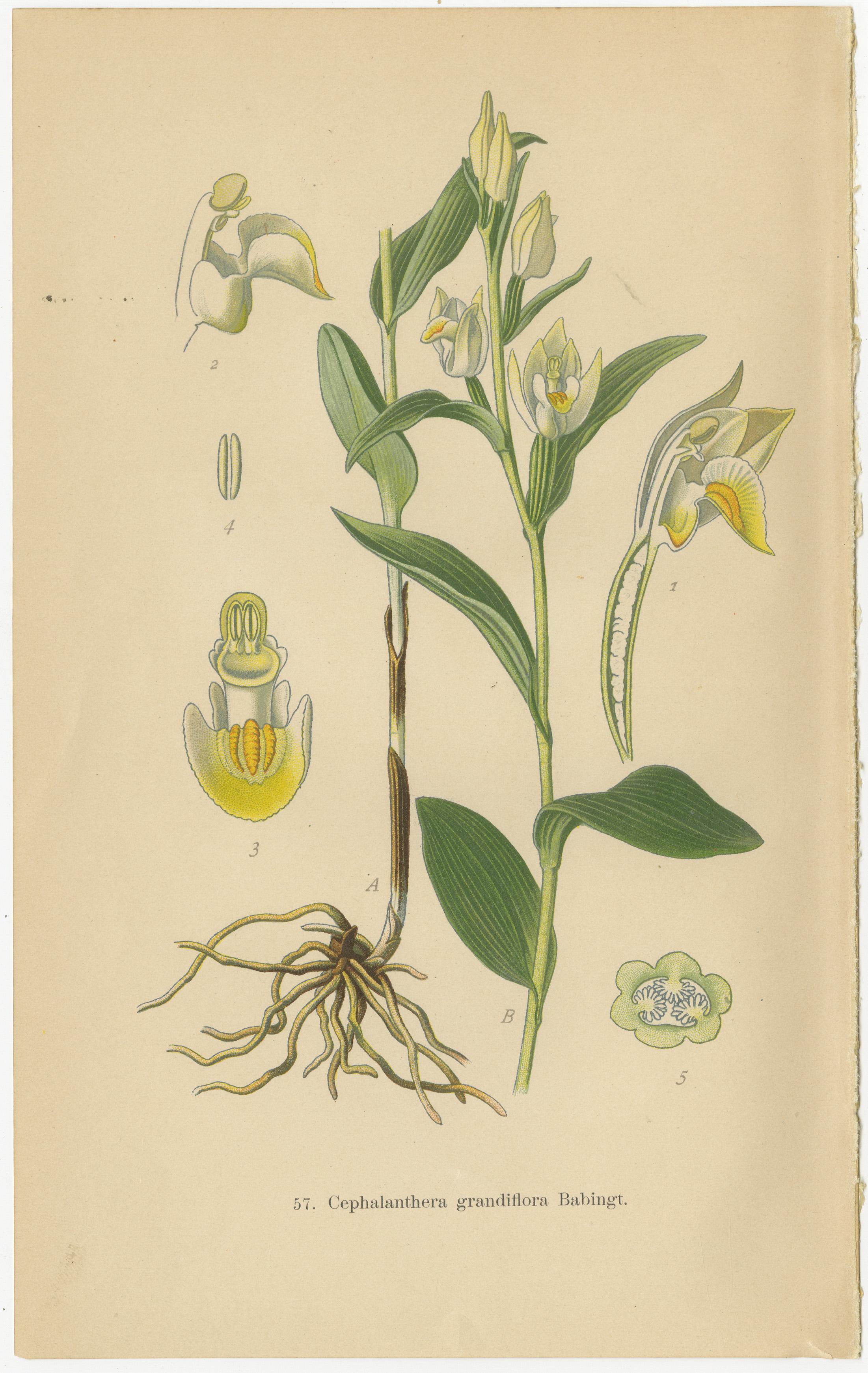 Die Collage enthält drei detaillierte botanische Abbildungen aus Walter Müllers 1904 erschienenen 