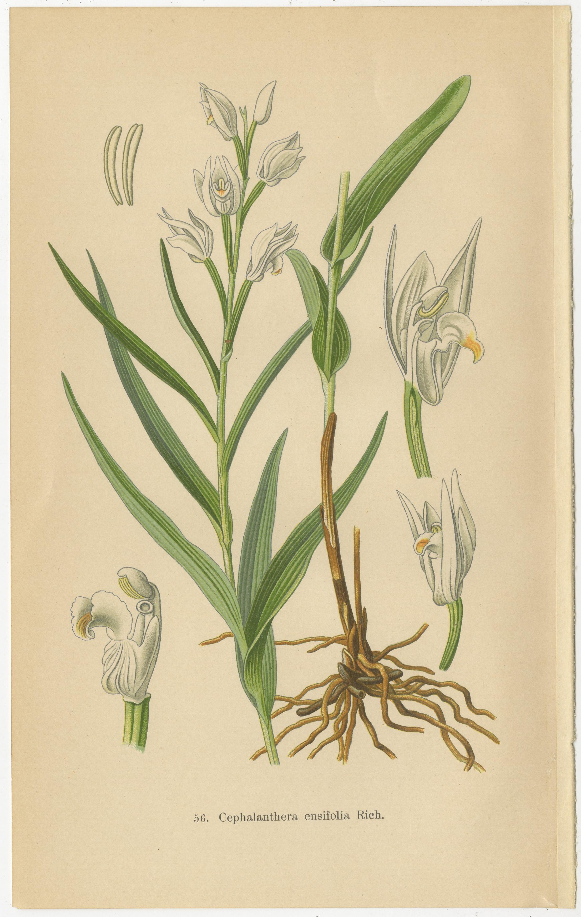 Orchidee Elegance: Meisterwerke der botanischen Illustration von 1904 im Zustand „Gut“ im Angebot in Langweer, NL