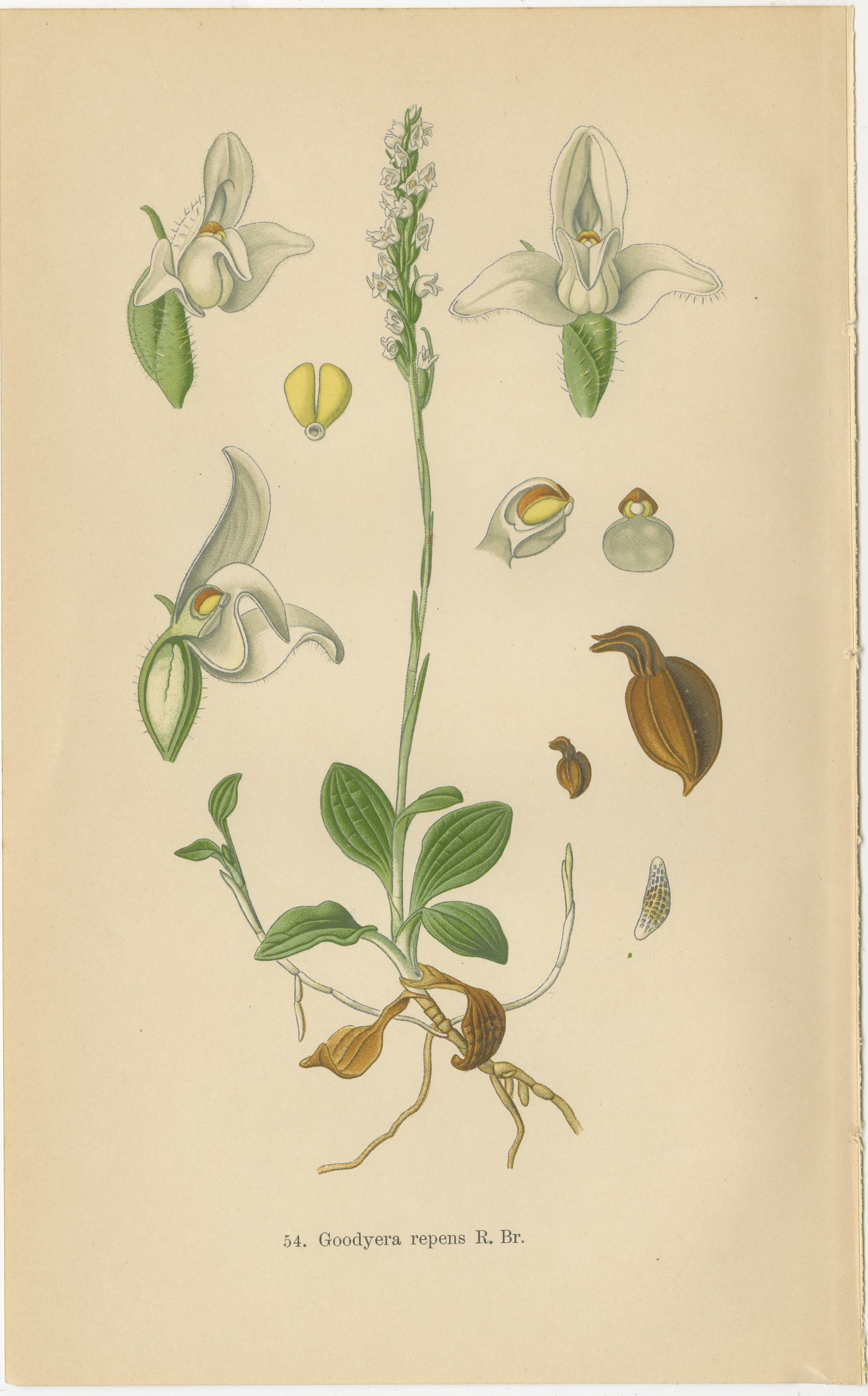Early 20th Century Orchid Elegance: Masterpieces of Botanical Illustration from 1904 For Sale