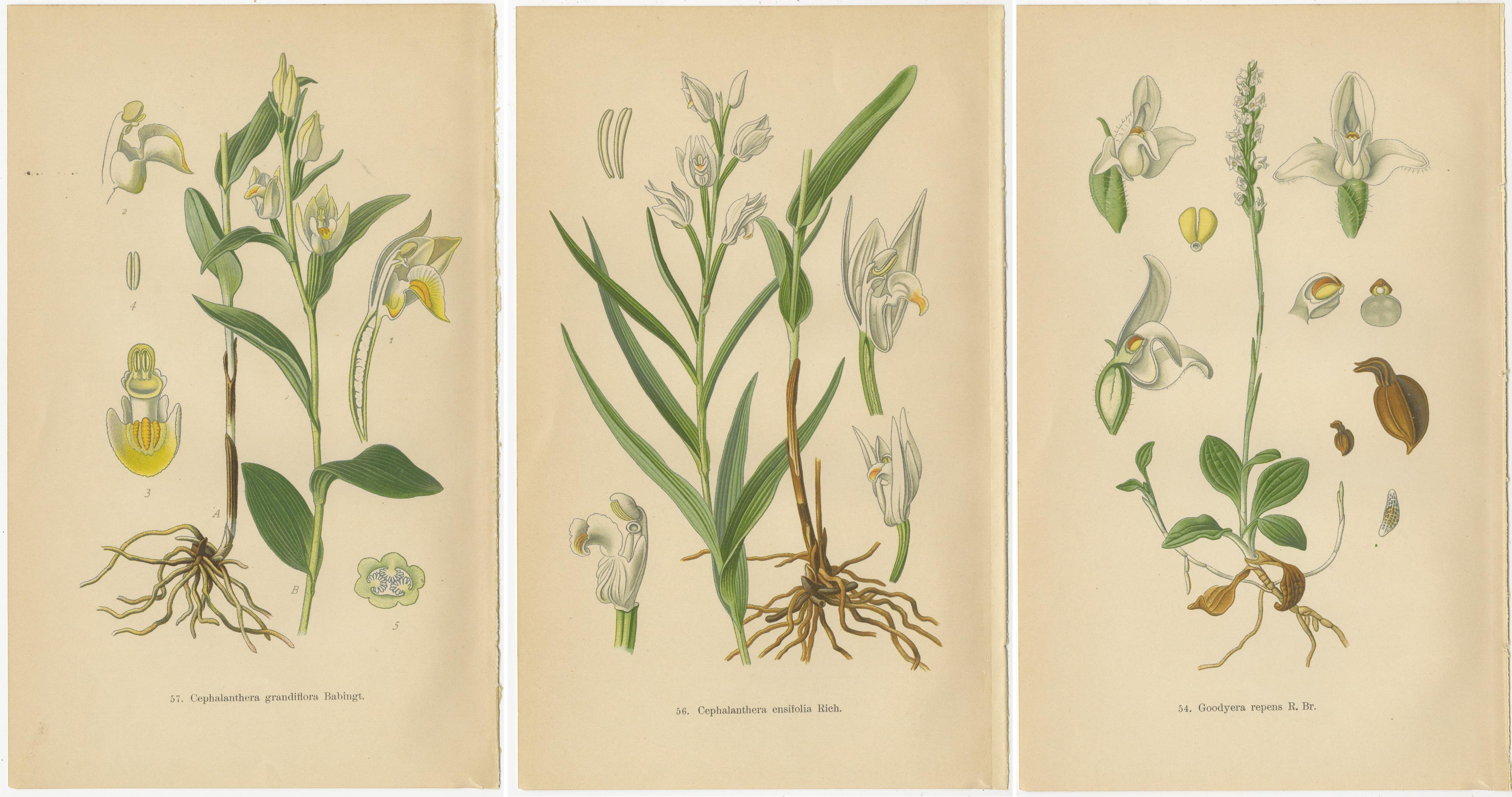 Orchidee Elegance: Meisterwerke der botanischen Illustration von 1904 (Papier) im Angebot
