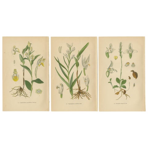 Orchid Elegance: Masterpieces of Botanical Illustration from 1904