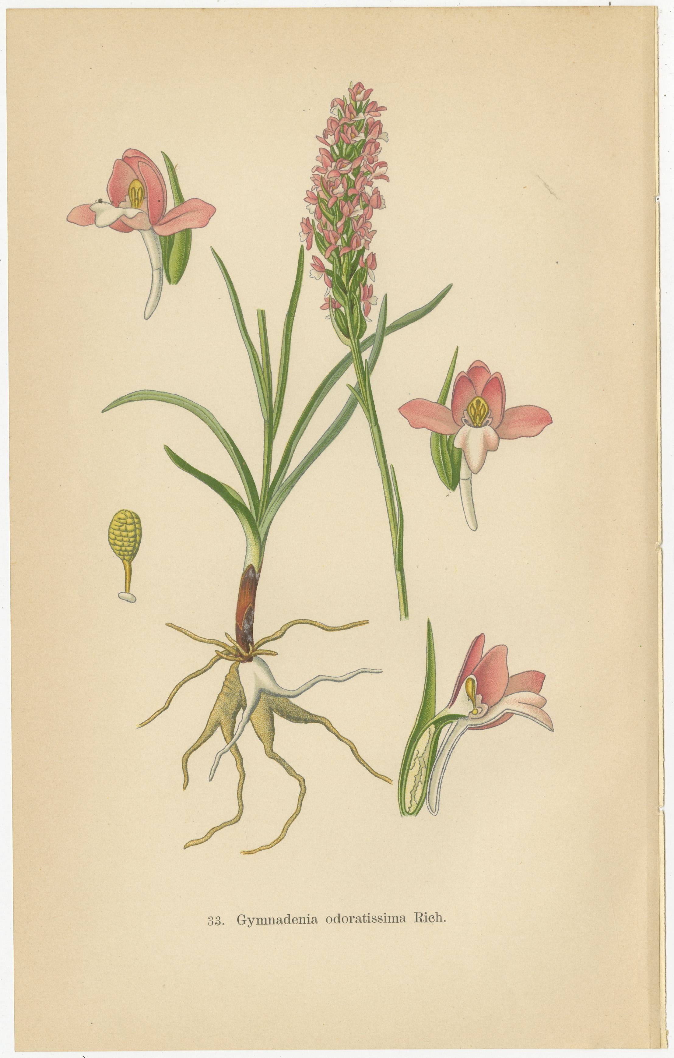 Orchid Elegance: Walter Müller’s Botanical Art from 1904 In Good Condition In Langweer, NL