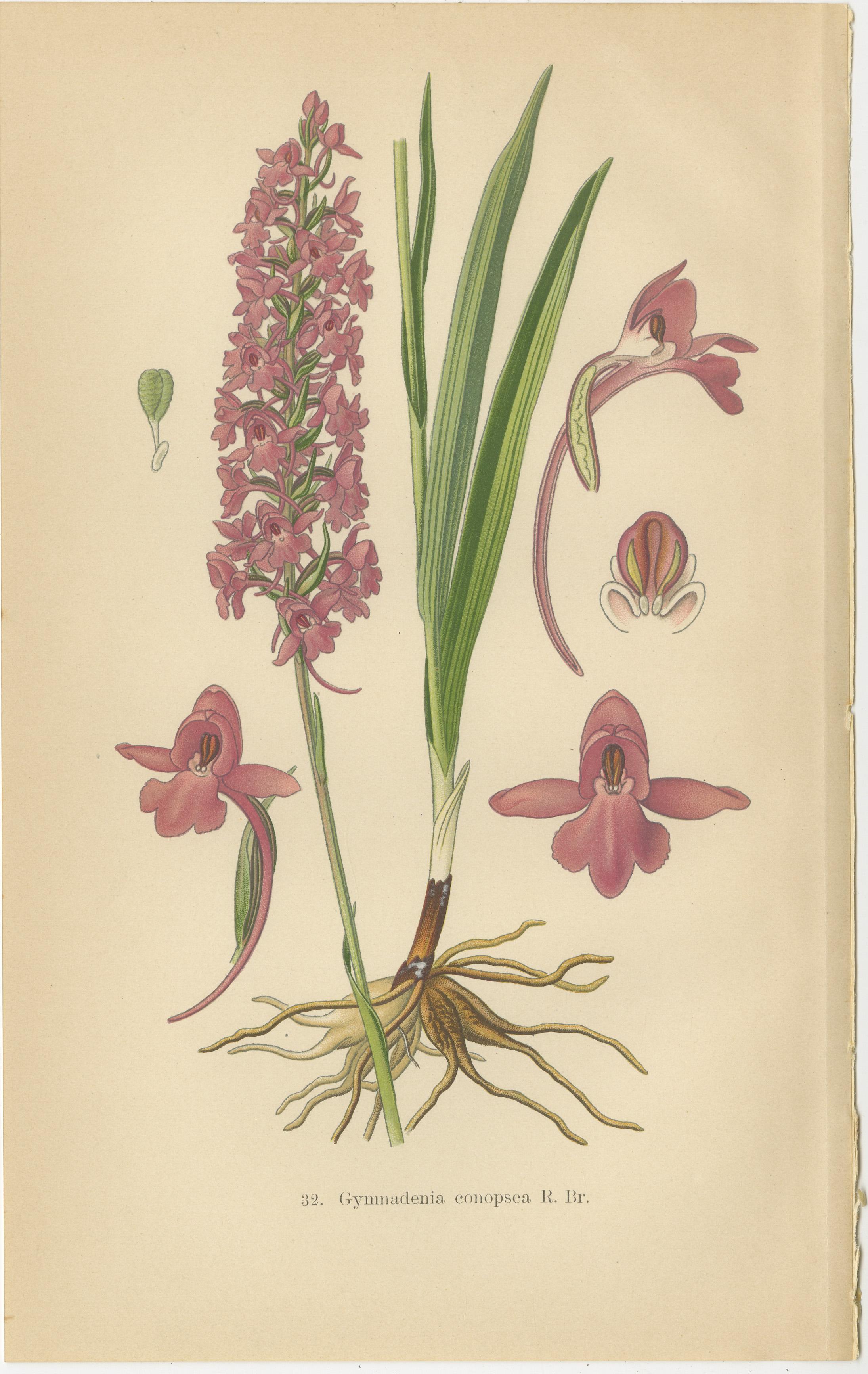 Early 20th Century Orchid Elegance: Walter Müller’s Botanical Art from 1904