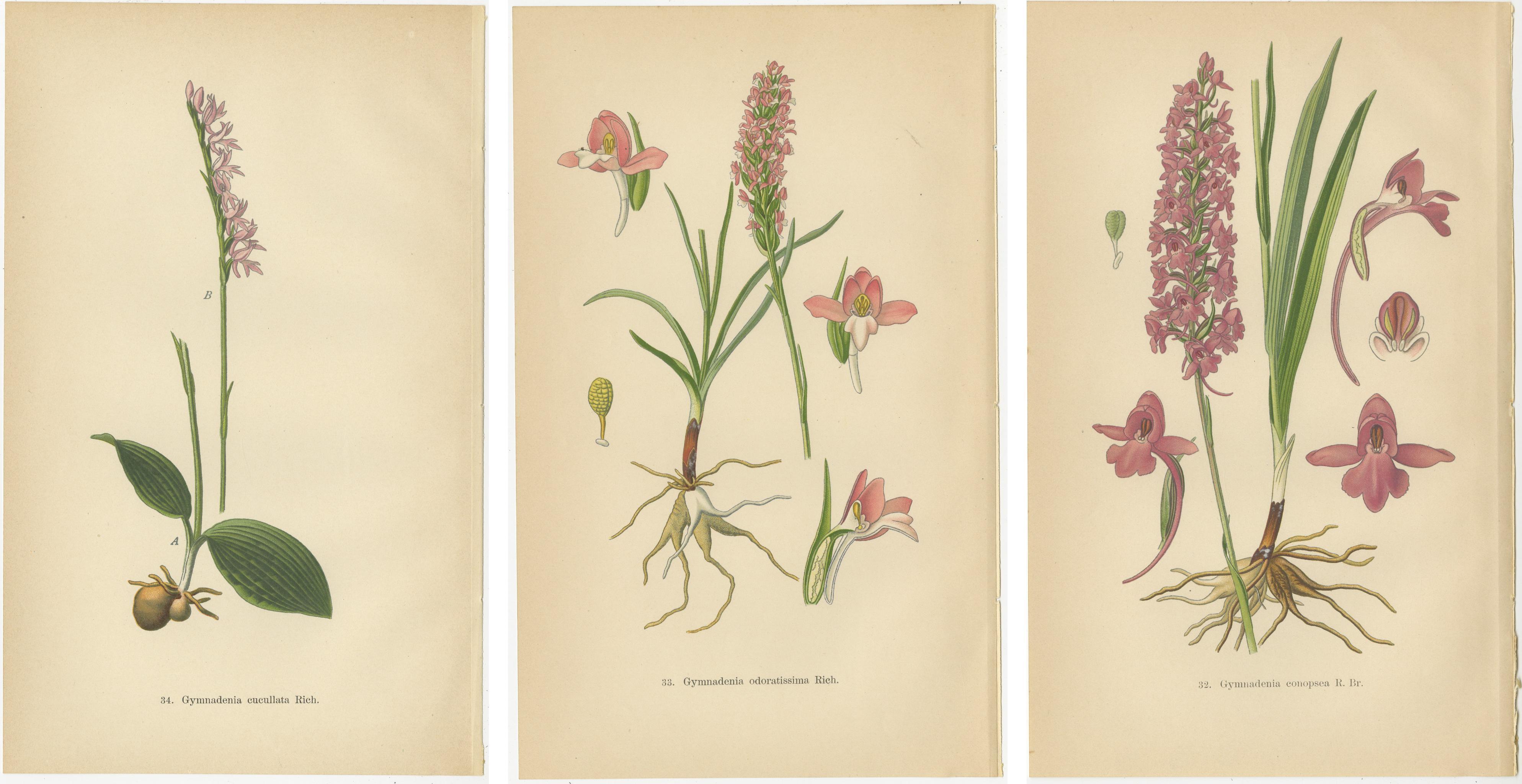 Paper Orchid Elegance: Walter Müller’s Botanical Art from 1904