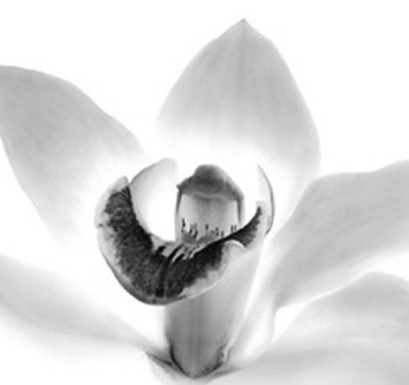 Orchid by Iran Issa-Khan
Black and white archival pigment print
Image size: 19 in. H x 23 in. W
Frame size: 36 in. H x 40 in. W
Dated and signed by the artist
Unique 
2000

Born in Tehran and raised in Europe and the United States, Iran, Issa-Khan