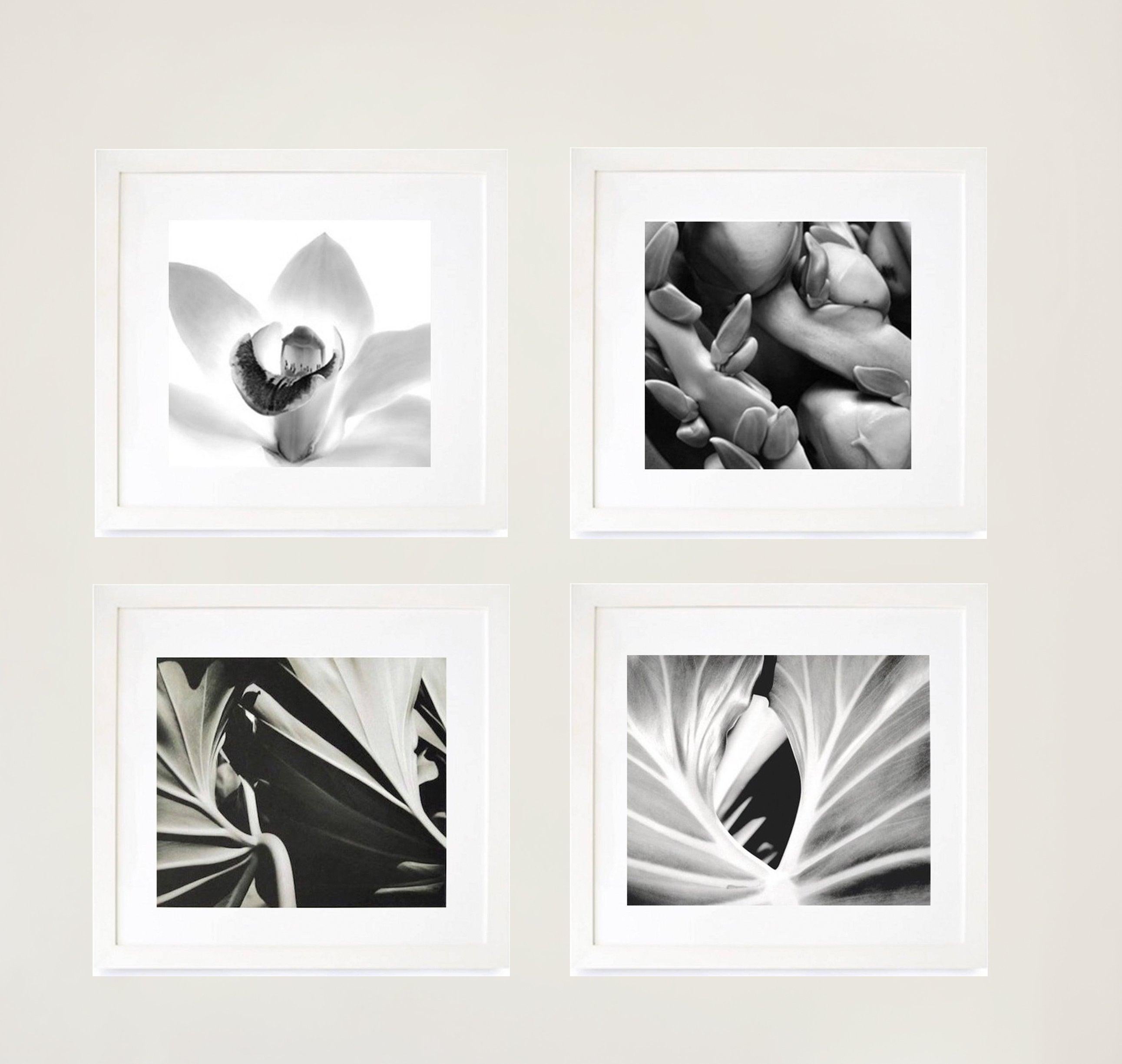 American Orchid, Framed Black and White Nature Photograph