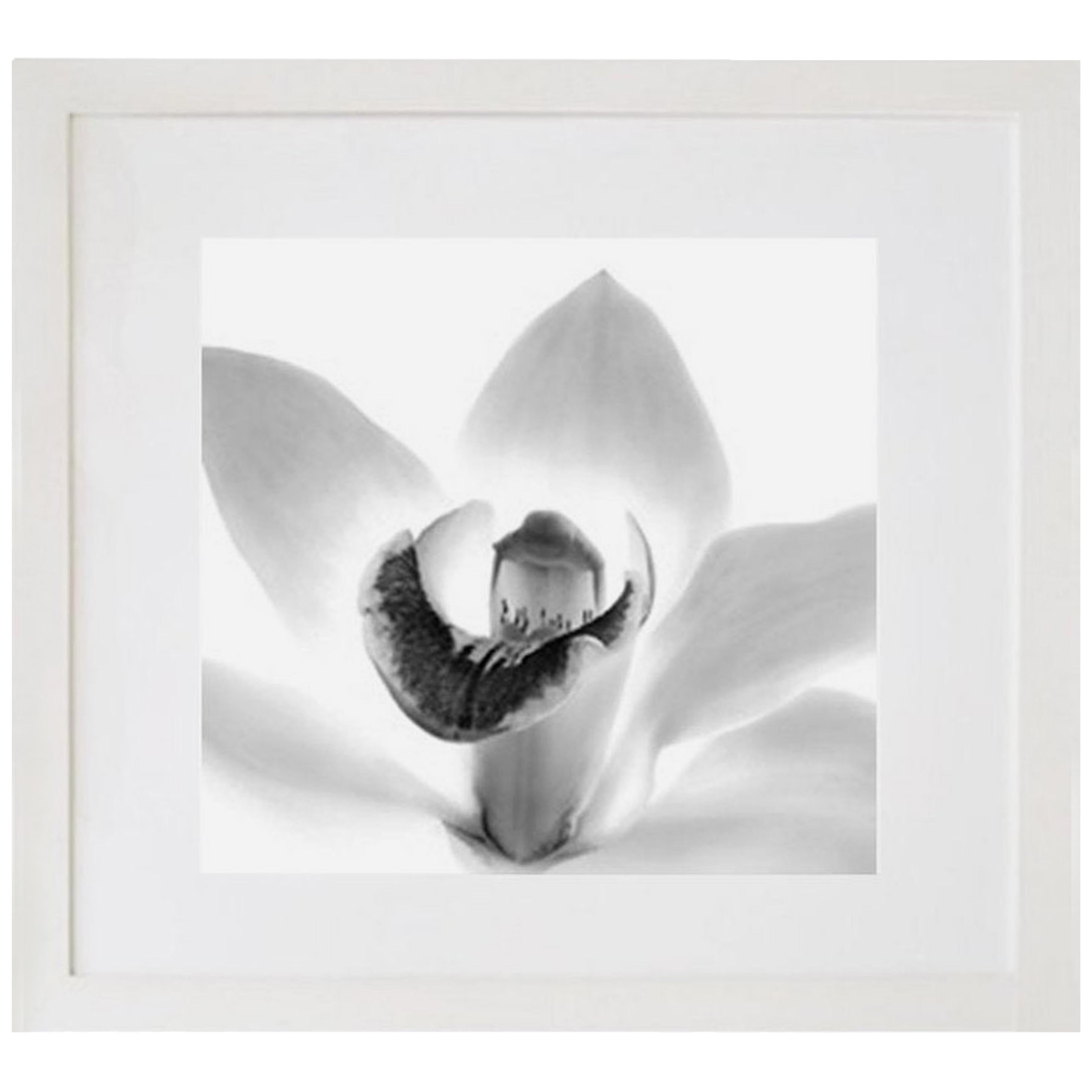 Orchid, Framed Black and White Nature Photograph