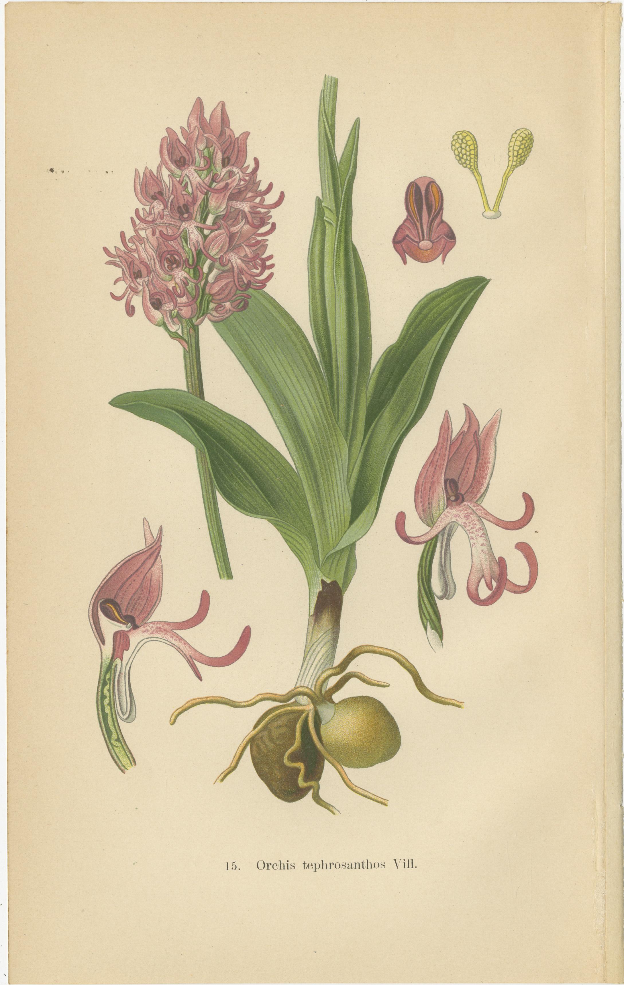 This original antique collage brings together two botanical prints from Walter Müller's 1904 publication, which meticulously cataloged orchid species in Germany and the surrounding areas. 

The first illustration features 