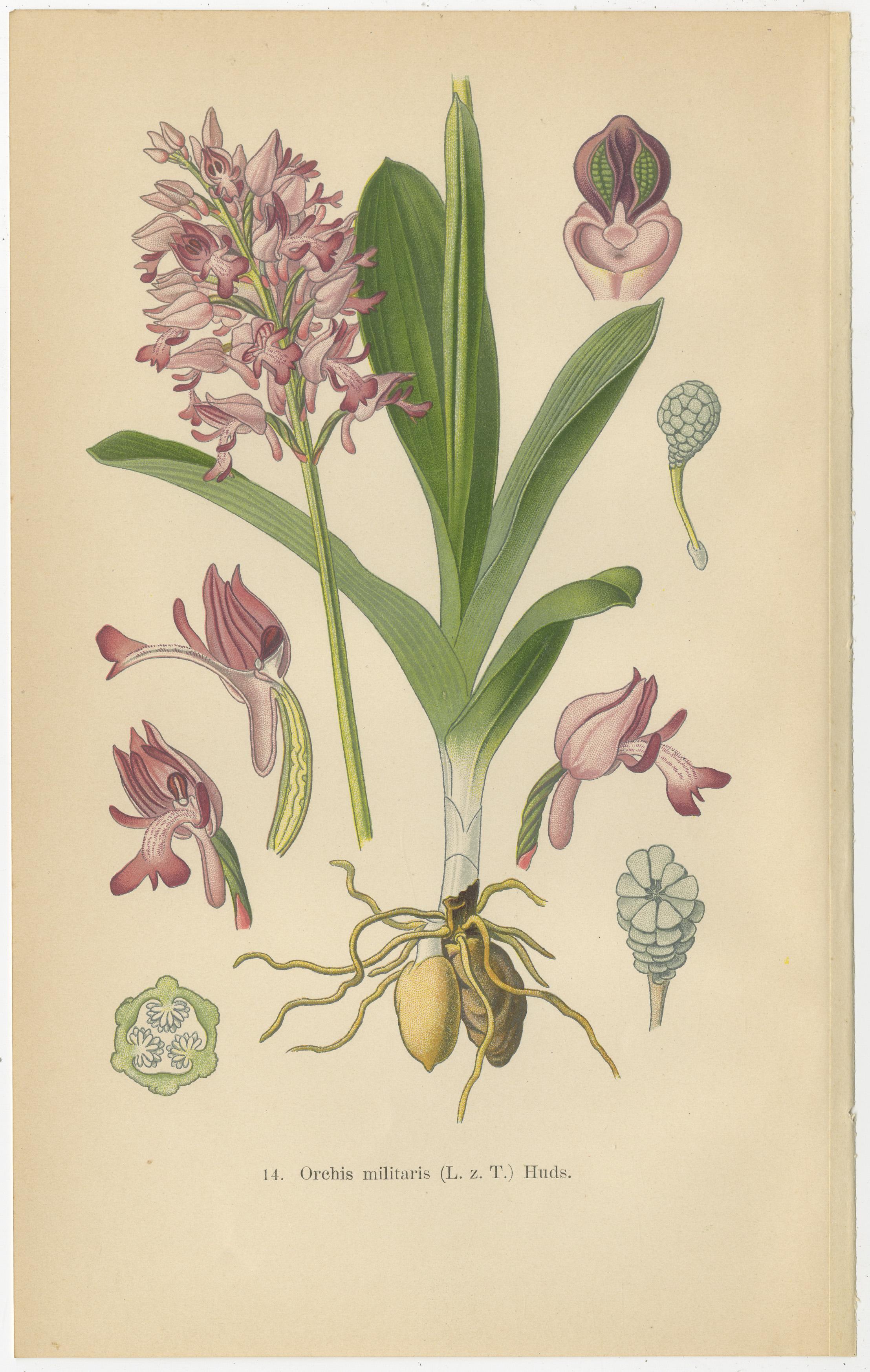 Orchid Portraits of 1904 in Pink and Lilac Colors: Müller's Botanical Legacy In Good Condition For Sale In Langweer, NL