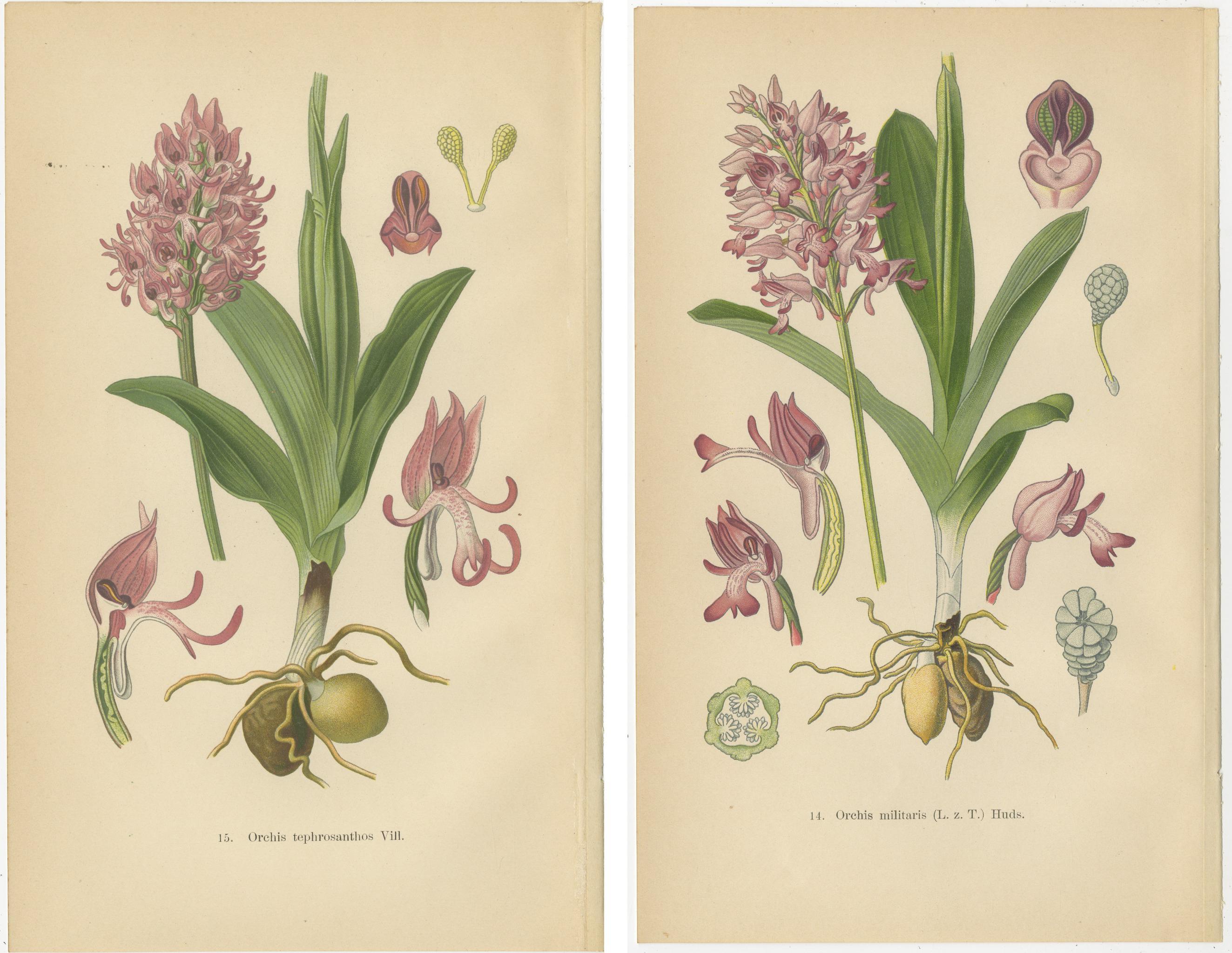 Early 20th Century Orchid Portraits of 1904 in Pink and Lilac Colors: Müller's Botanical Legacy For Sale
