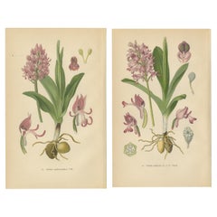 Antique Orchid Portraits of 1904 in Pink and Lilac Colors: Müller's Botanical Legacy