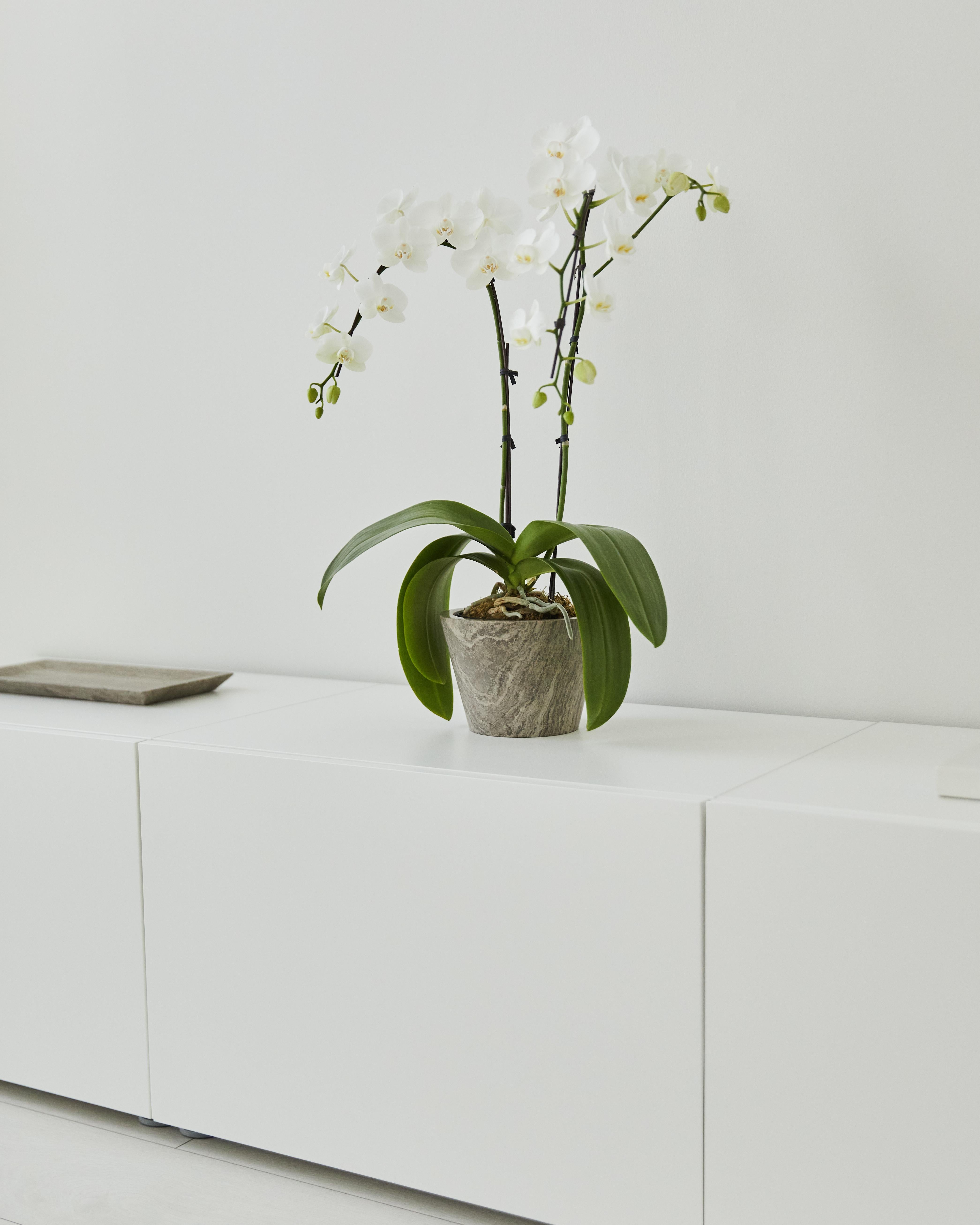 Maceta mediana para orquídeas en mármol gris Atenas, de forma cónica y con el logotipo grabado en la base. Cortados con precisión a partir de un bloque macizo de mármol mediante una máquina cnc y lijados a mano hasta conseguir un acabado liso y