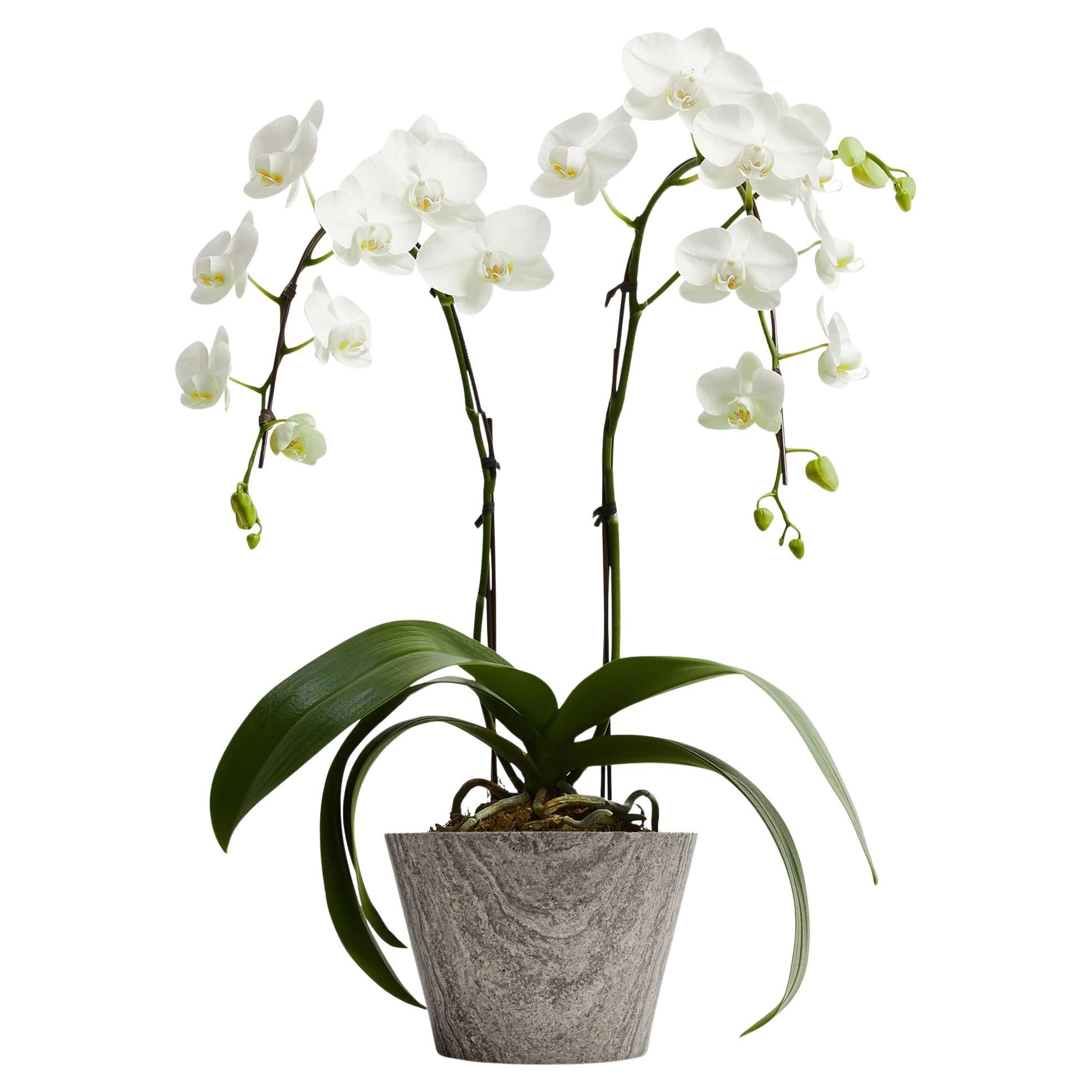 Orchideentopf aus grauem Marmor Athen