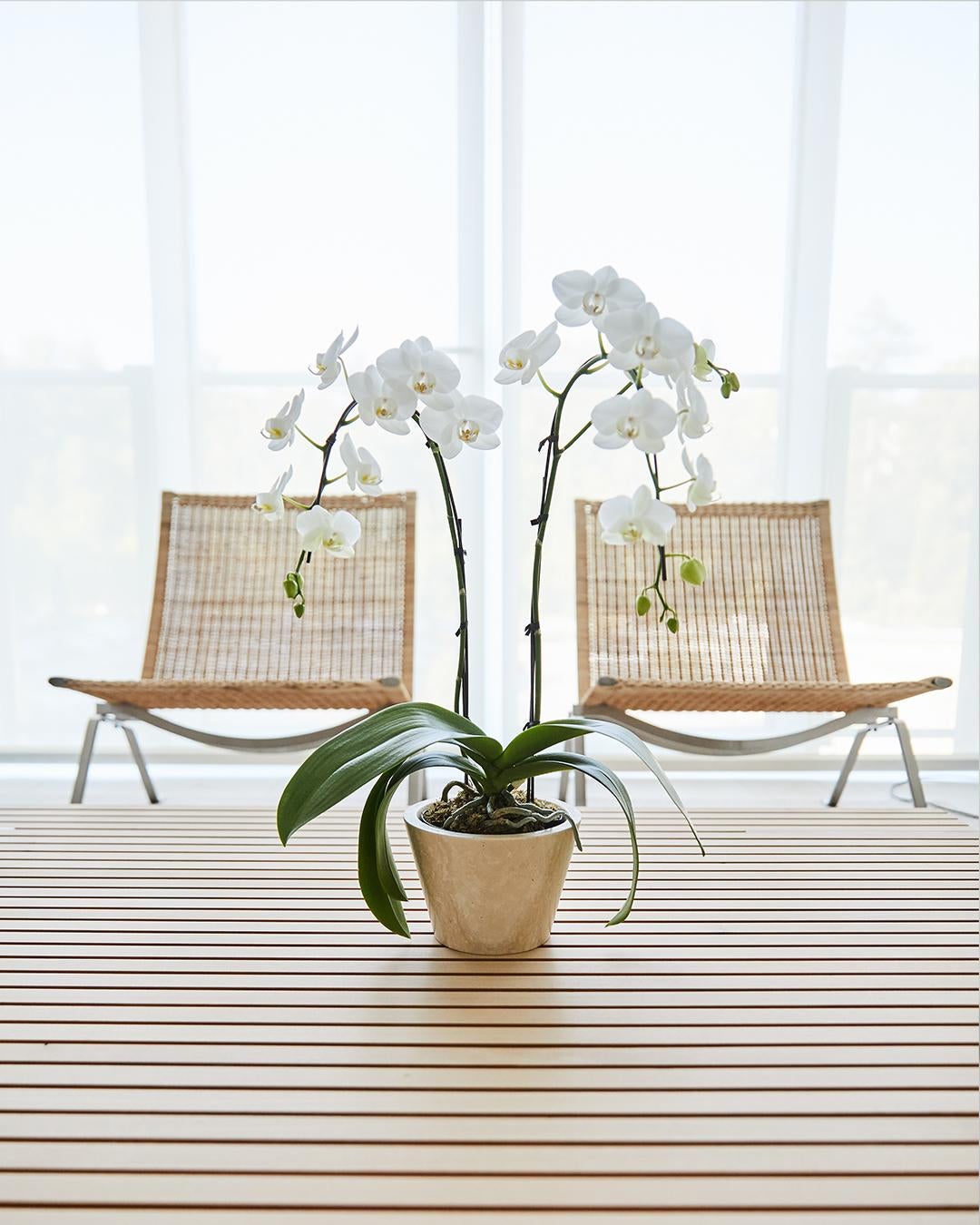 Il vaso per orchidee di medie dimensioni in classico travertino romano presenta una forma affusolata con un logo inciso sulla base. Tagliato con precisione da un blocco di travertino massiccio con una macchina a controllo numerico e levigato a mano