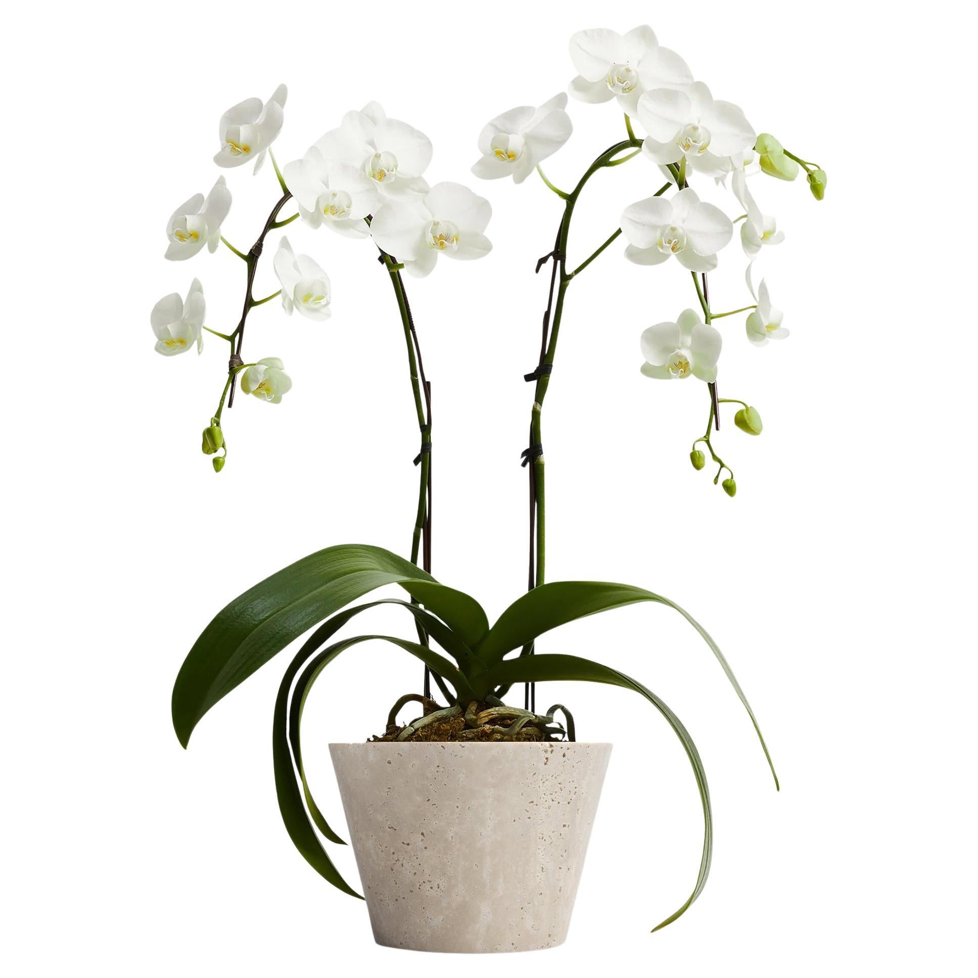 Orchideentopf aus römischem Travertin im Angebot
